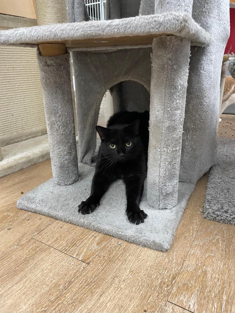 Enlarge Catarina, a Adoptable mixed breed in Corpus Christi, TX image 1/3