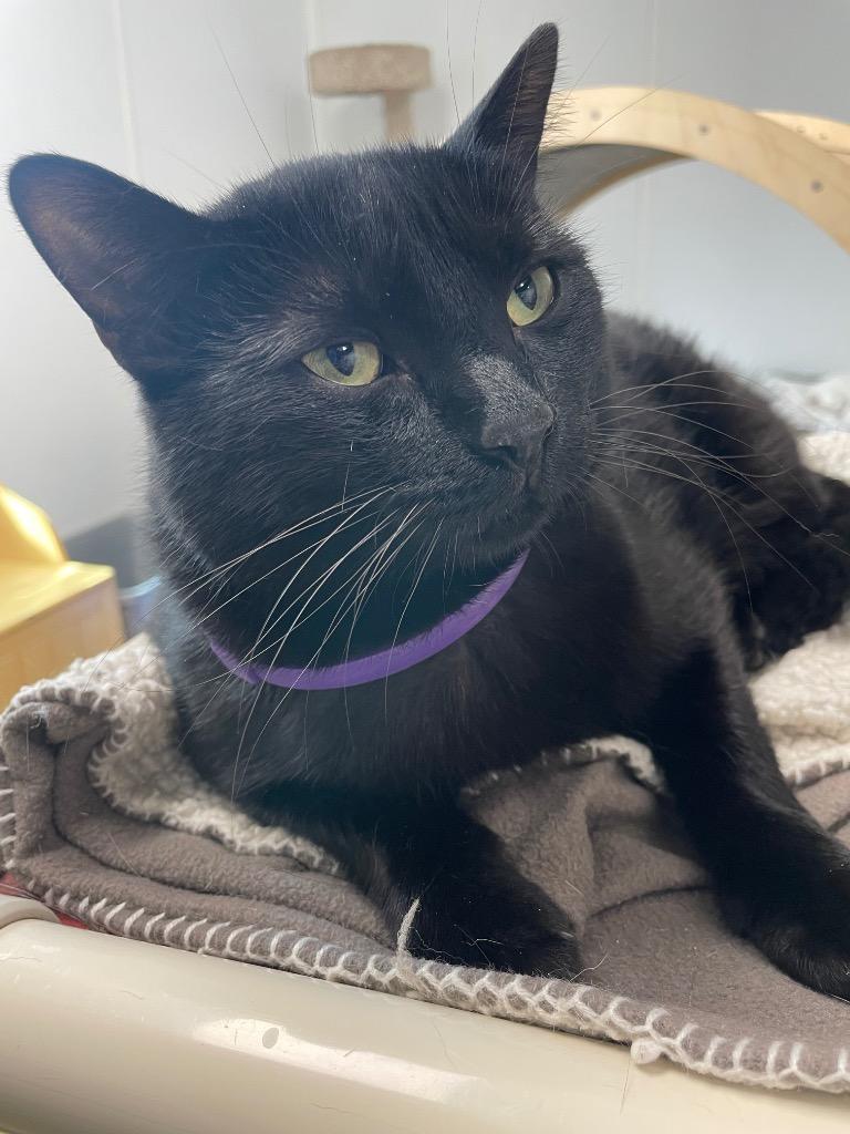 Enlarge Catarina, a Adoptable mixed breed in Corpus Christi, TX image 3/3