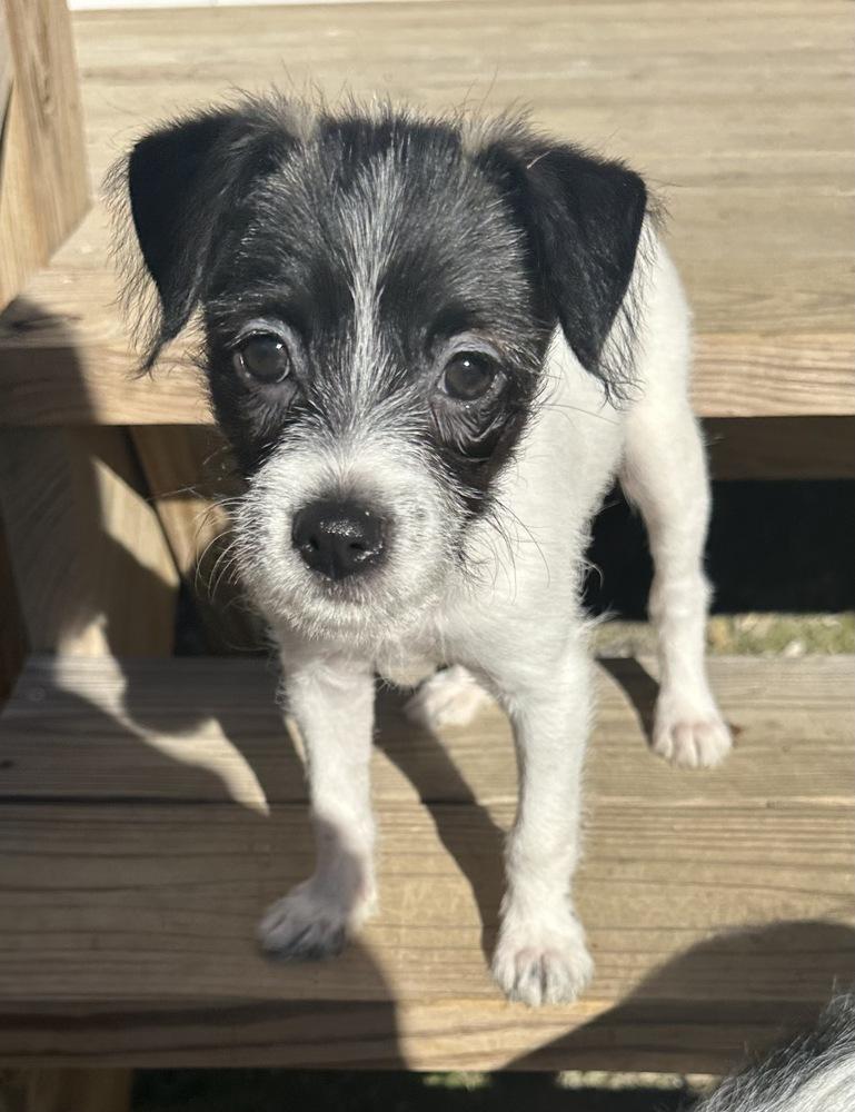 Millie Bob's Burgers