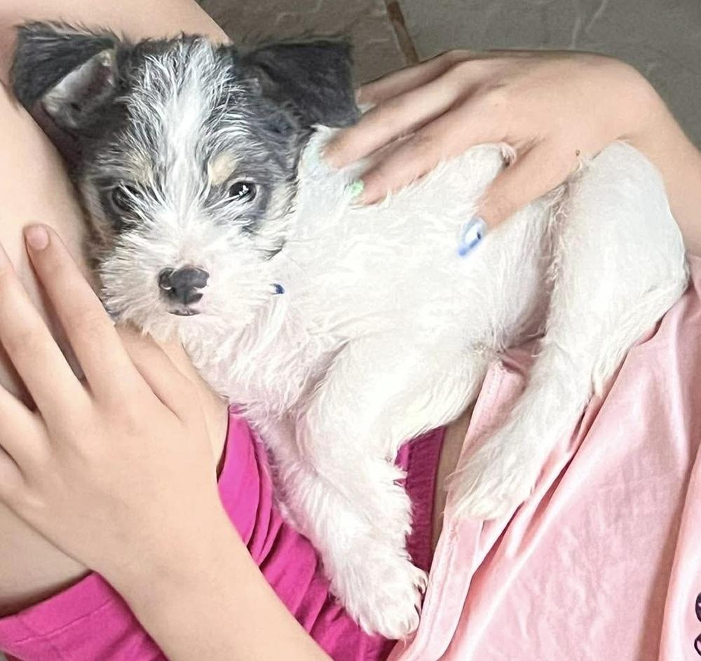 Alfie, Adopted, Puppy Male Yorkshire Terrier & Chihuahua.