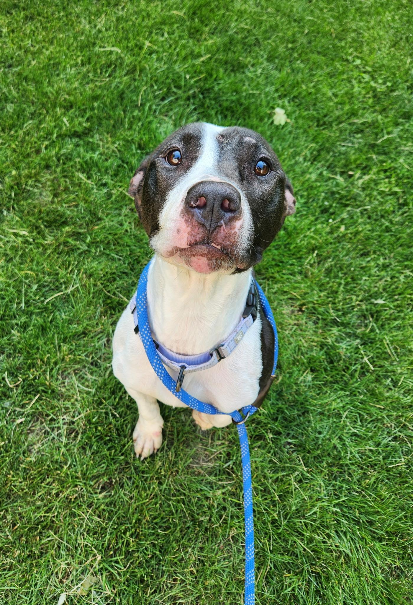 Pearl (Not on-site), an adoptable Mixed Breed in Mount Pleasant, MI, 48858 | Photo Image 1
