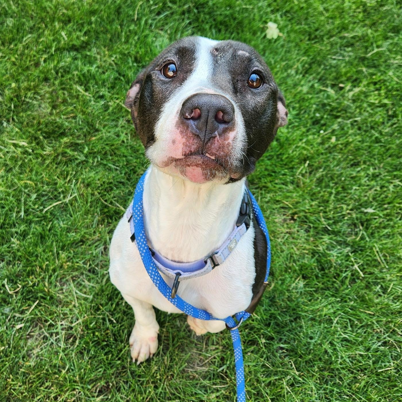 Pearl (Not on-site), a Adoptable mixed breed in Mount Pleasant, MI image 1/4