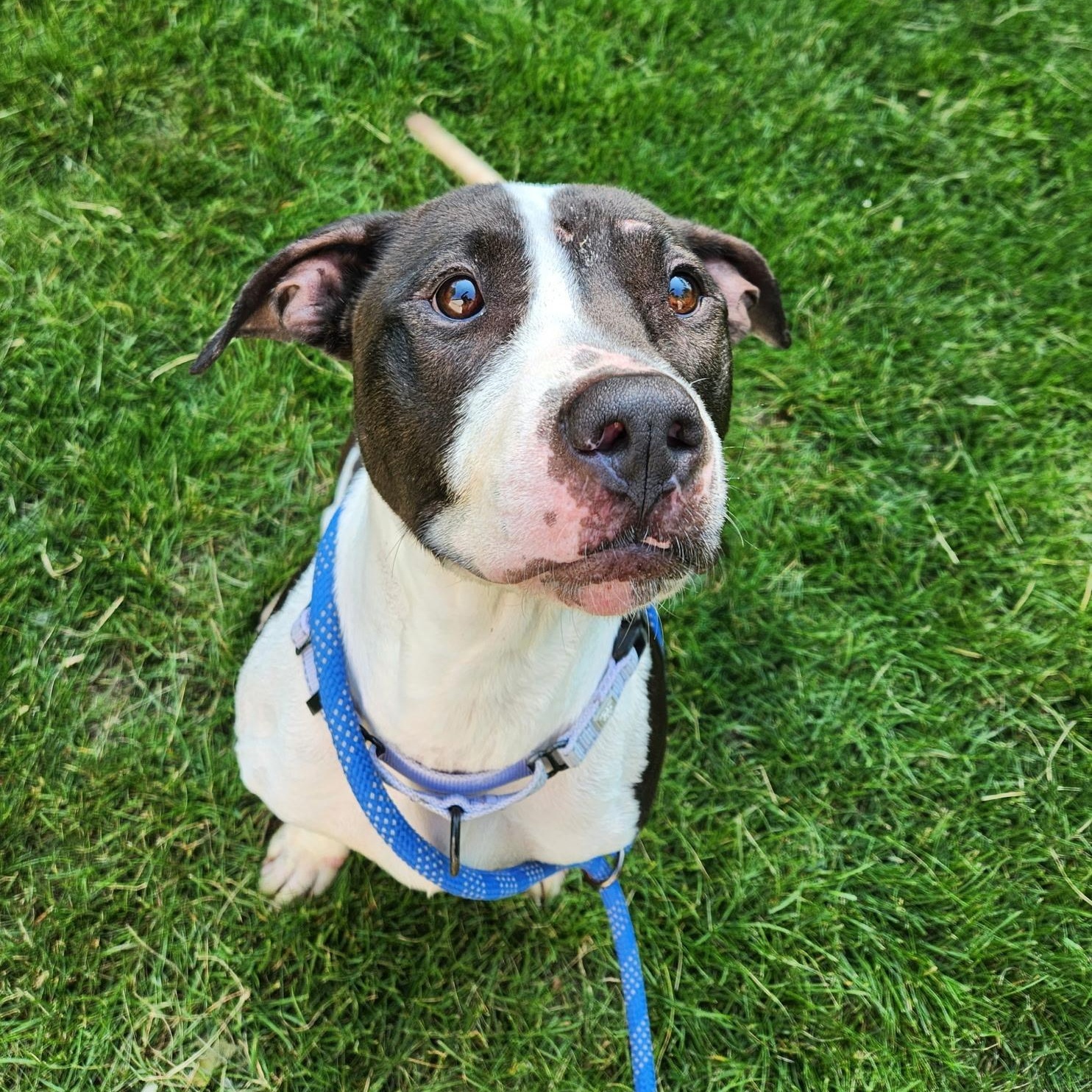 Pearl (Not on-site), Adoptable, Adult Female Mixed Breed.