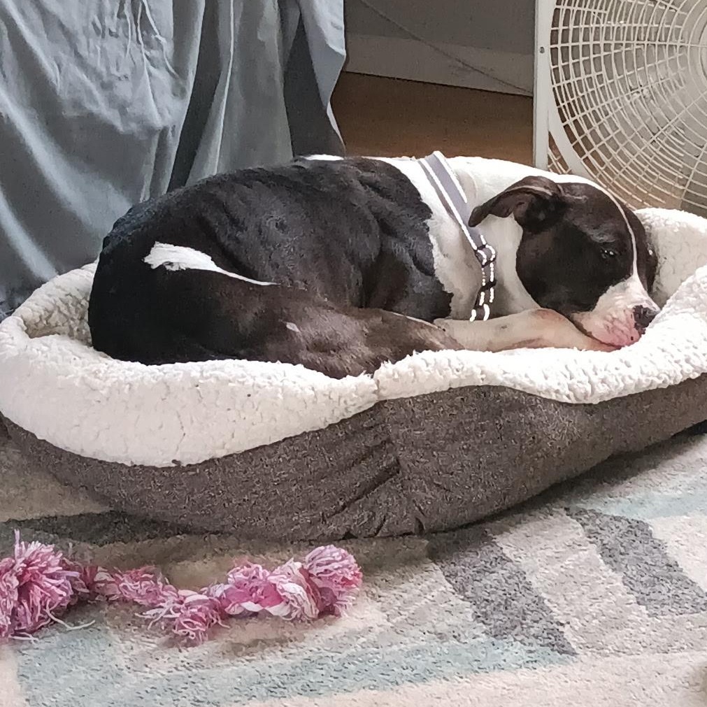 Pearl (Not on-site), a Adoptable mixed breed in Mount Pleasant, MI image 3/4