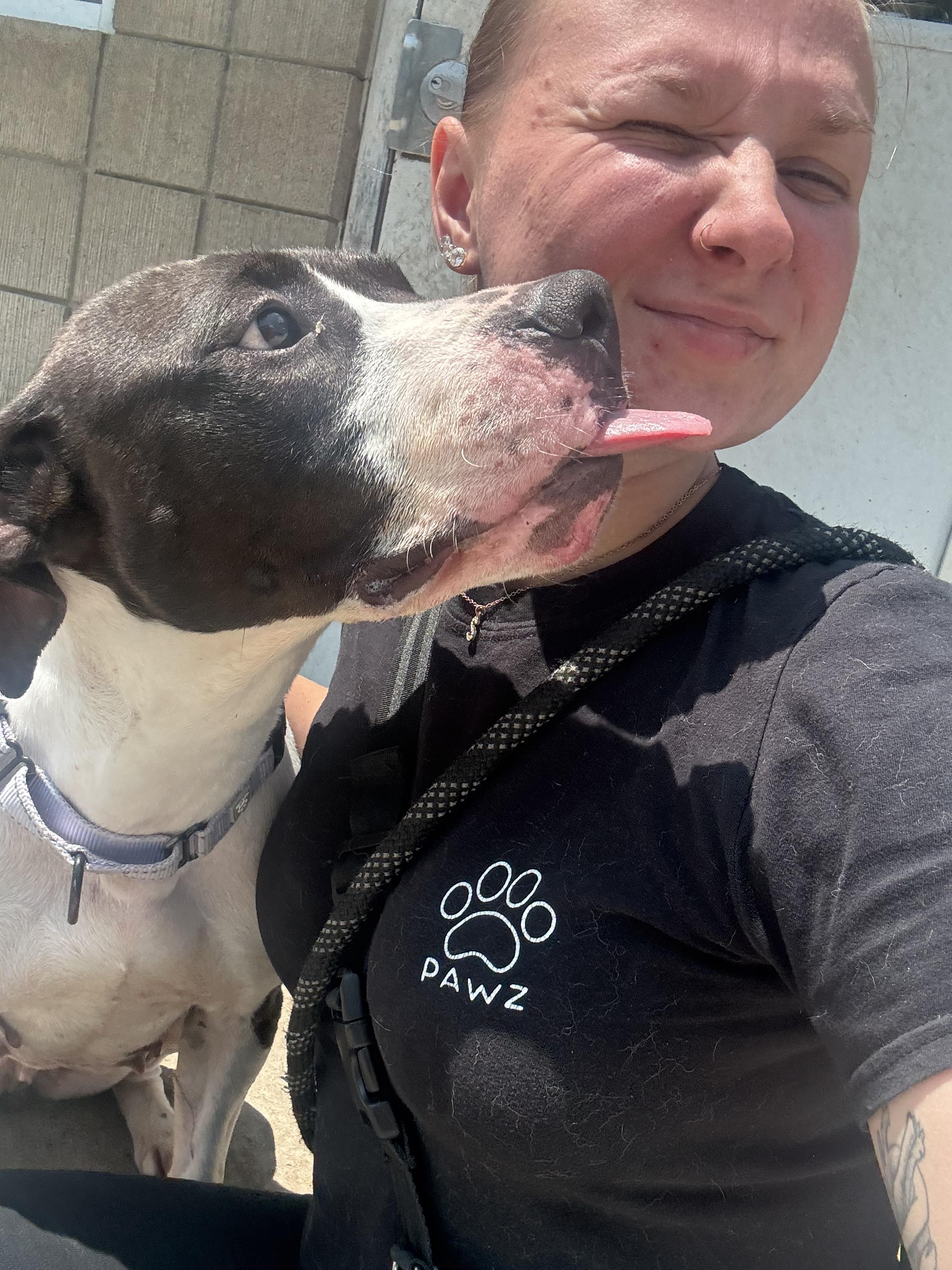 Pearl (Not on-site), an adoptable Mixed Breed in Mount Pleasant, MI, 48858 | Photo Image 4