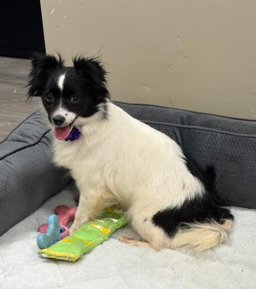 Enlarge Adoption Pending - Frances, a Adoptable mixed breed in Emmett, ID image 1/2