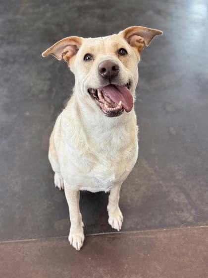 Enlarge Beemoe, a Adoptable mixed breed in Memphis, TN image 2/3
