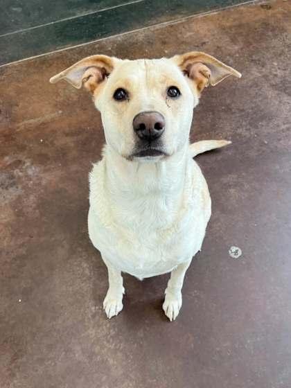 Beemoe, Adoptable, Senior Female Labrador Retriever & Mixed Breed.