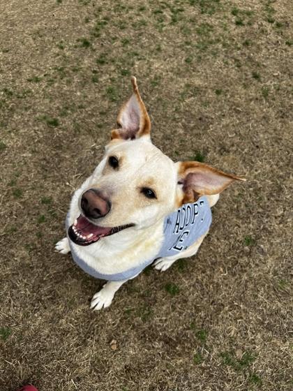 Enlarge Beemoe, a Adoptable mixed breed in Memphis, TN image 3/3