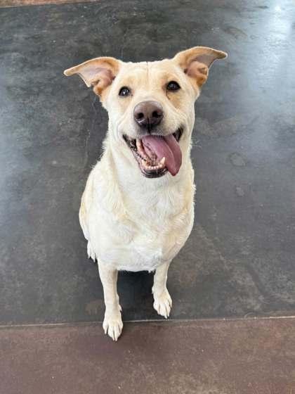 Beemoe, a Adoptable mixed breed in Memphis, TN image 4/5