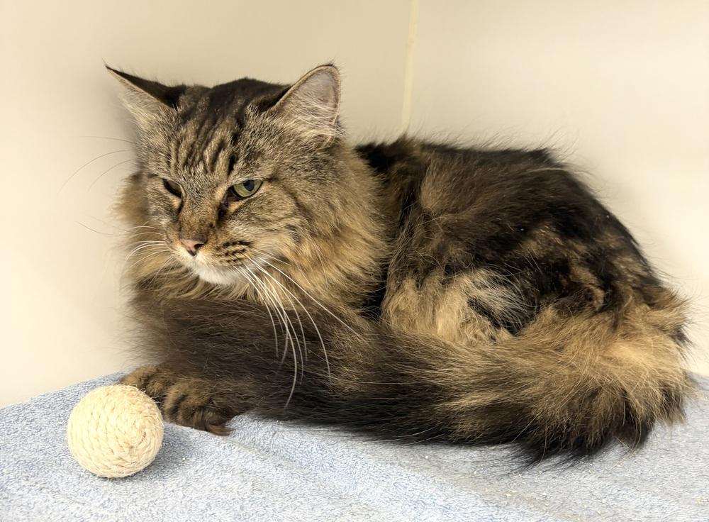 Enlarge Miles ~ Handsome Senior!!, a Adoptable mixed breed in Rochester, IN image 1/1