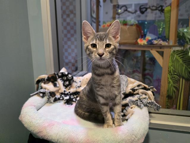 GRANITE, Adoptable, Kitten Female Domestic Short Hair.