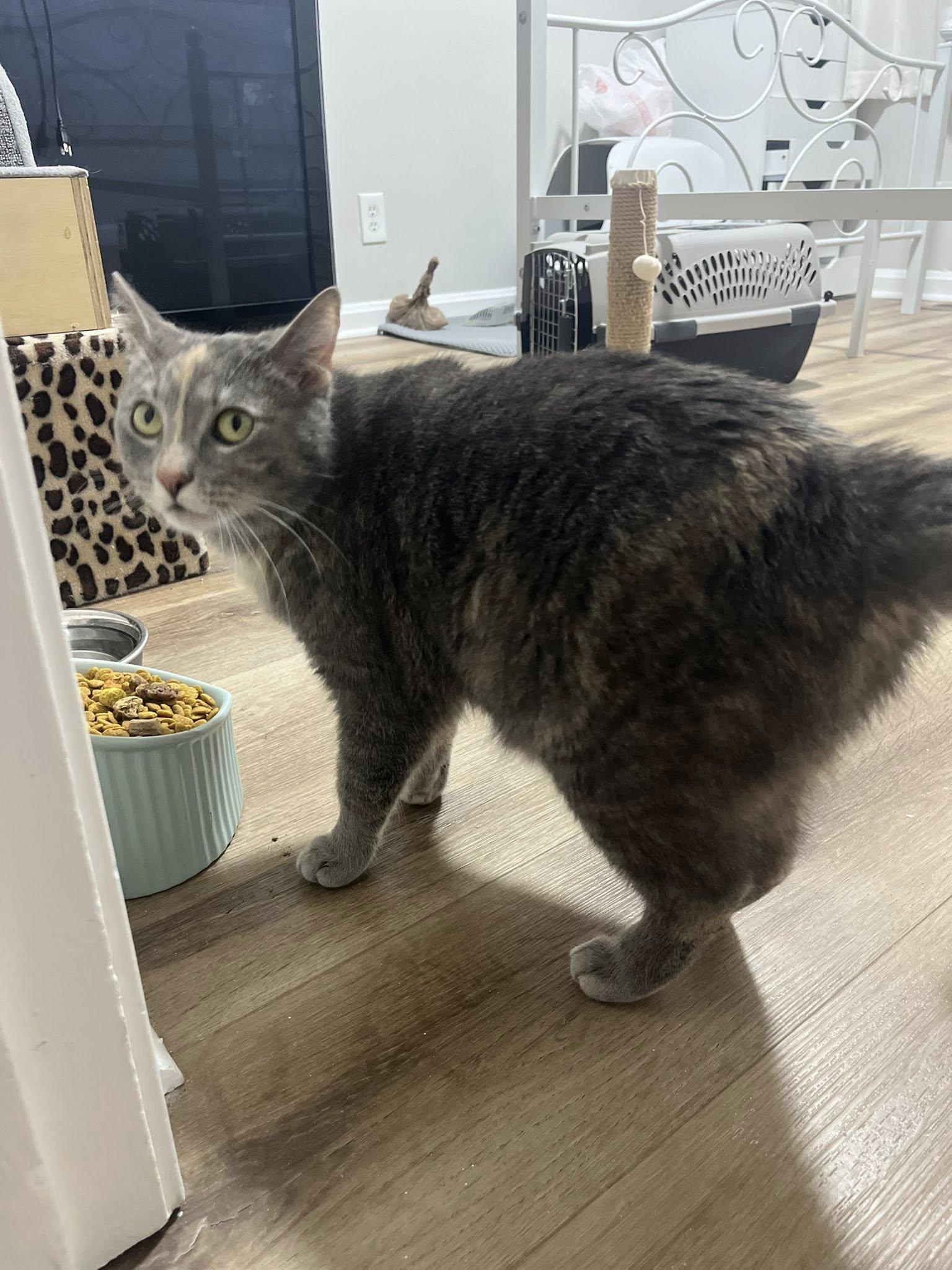 Enlarge Stargirl, a ADOPTABLE Dilute Tortoiseshell in Clarksville, TN image 4/5