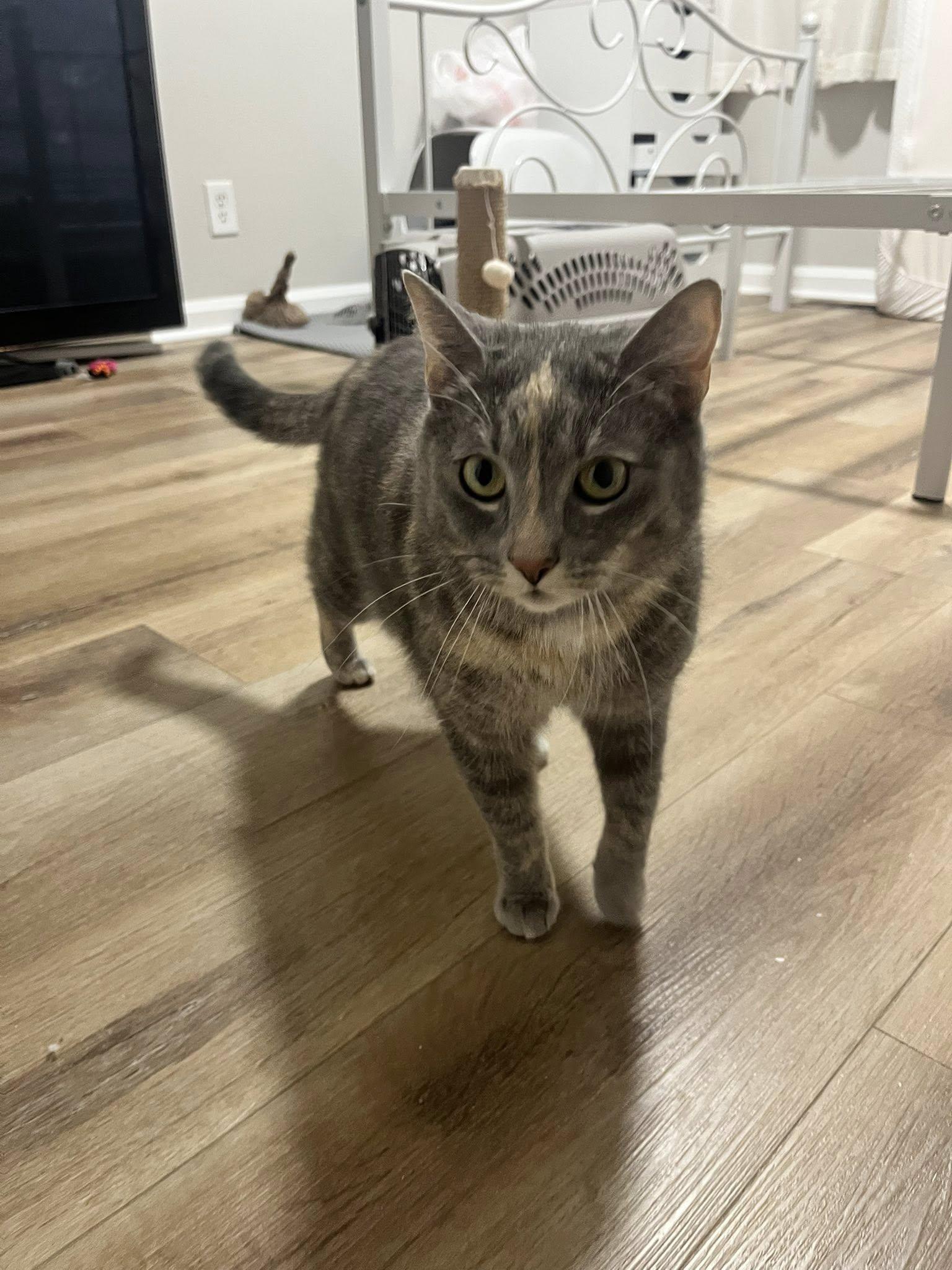 Enlarge Stargirl, a ADOPTABLE Dilute Tortoiseshell in Clarksville, TN image 1/5