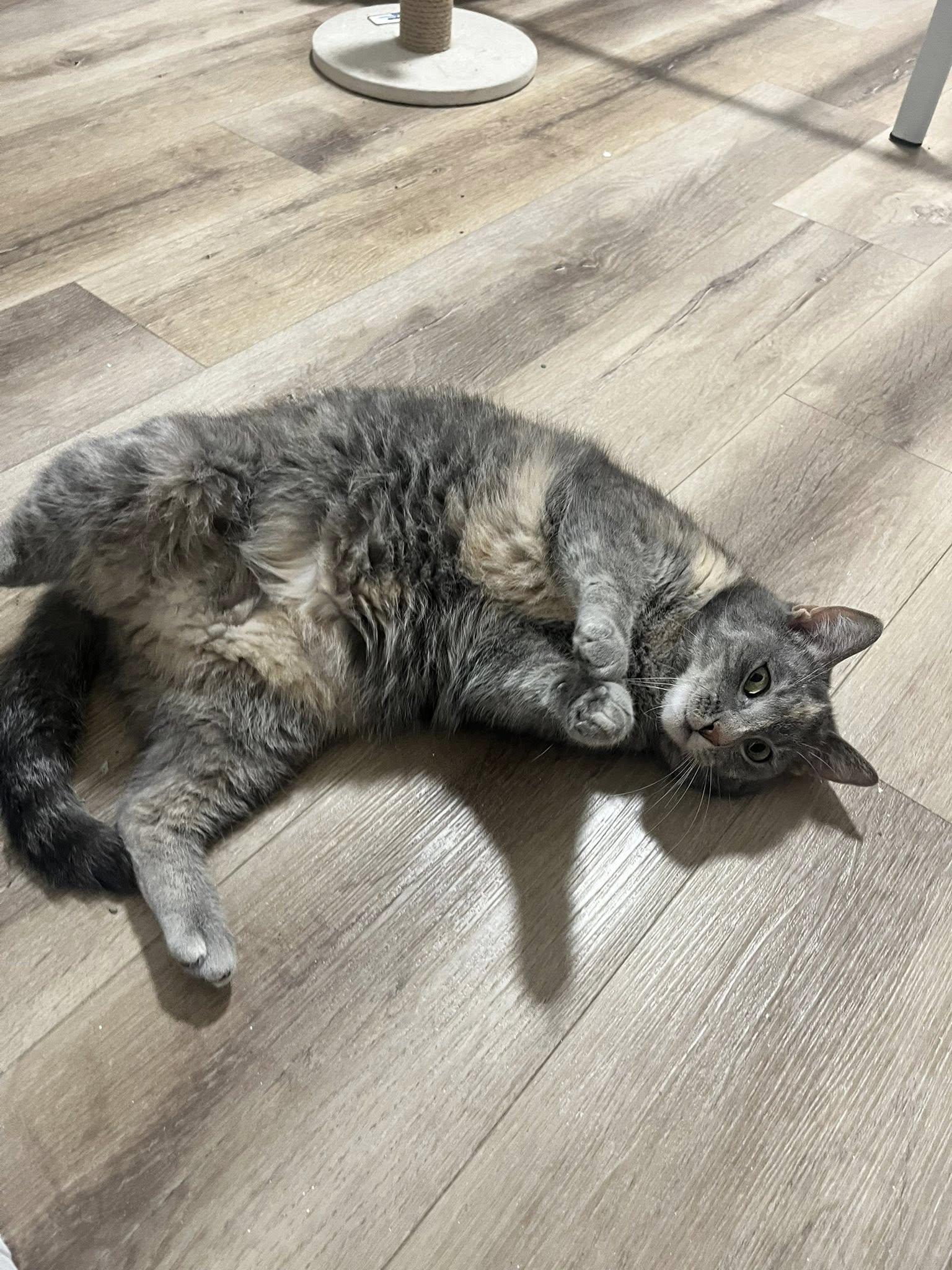 Enlarge Stargirl, a ADOPTABLE Dilute Tortoiseshell in Clarksville, TN image 2/5