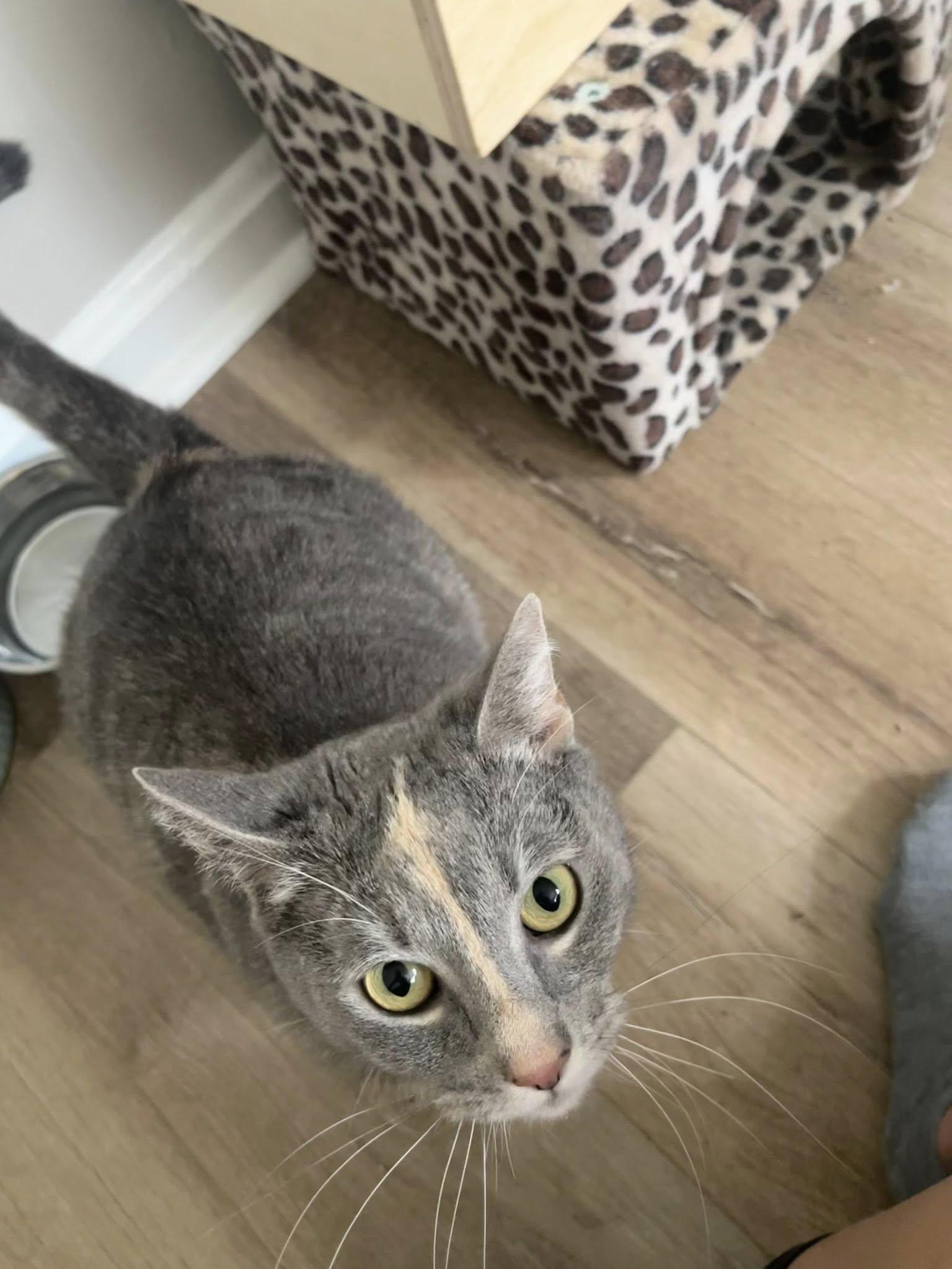 Enlarge Stargirl, a ADOPTABLE Dilute Tortoiseshell in Clarksville, TN image 3/5