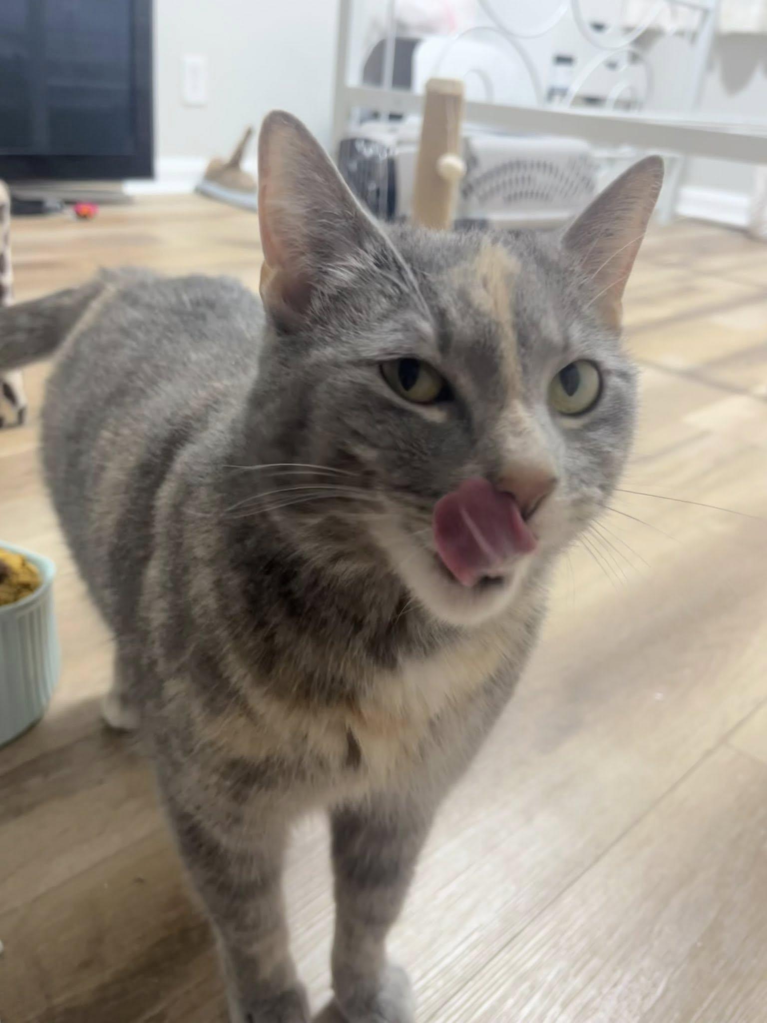 Enlarge Stargirl, a ADOPTABLE Dilute Tortoiseshell in Clarksville, TN image 5/5