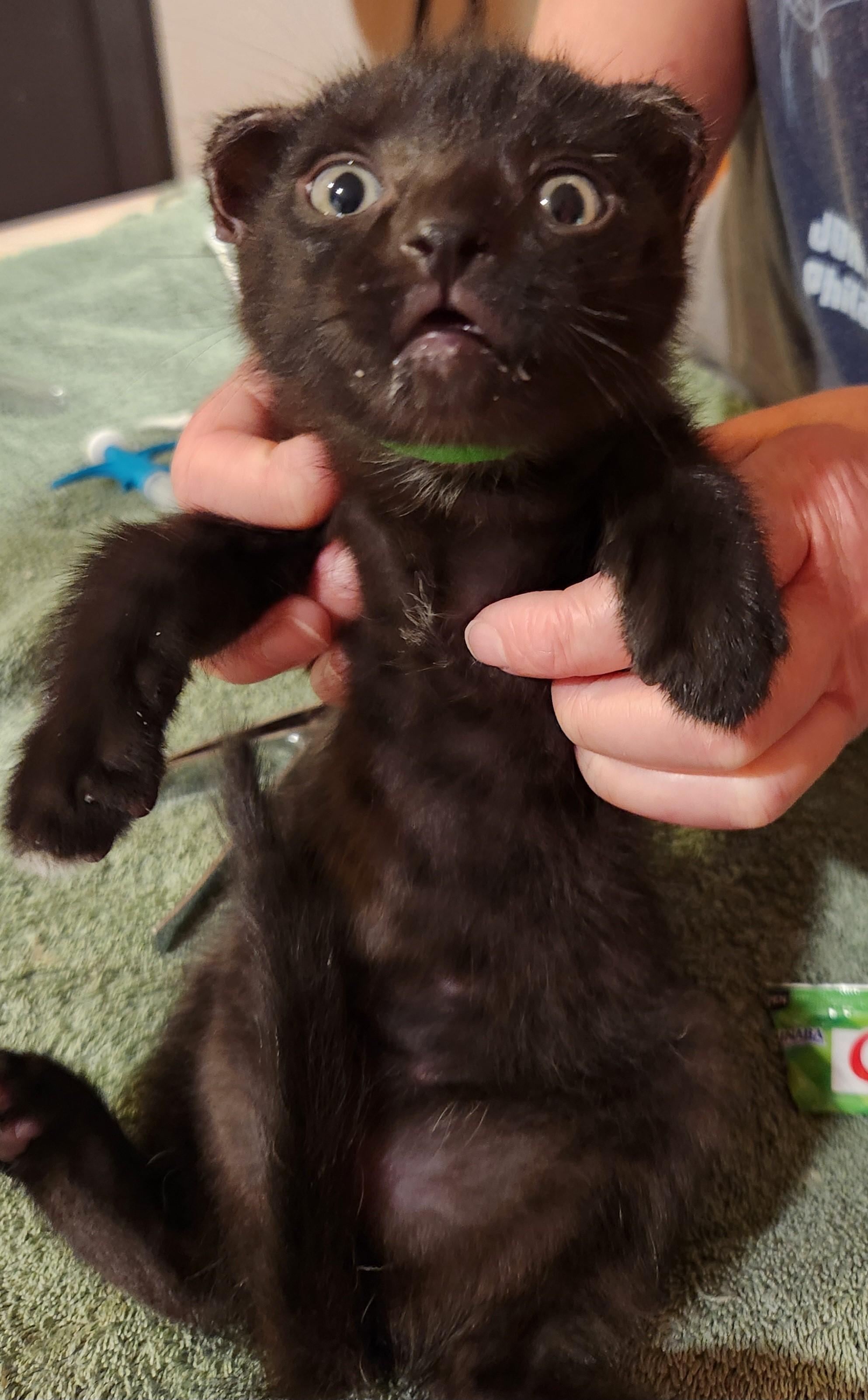 Enlarge Mike Tyson-Personality & Charm, a Adoptable Domestic Short Hair in Laurel, MD image 3/5