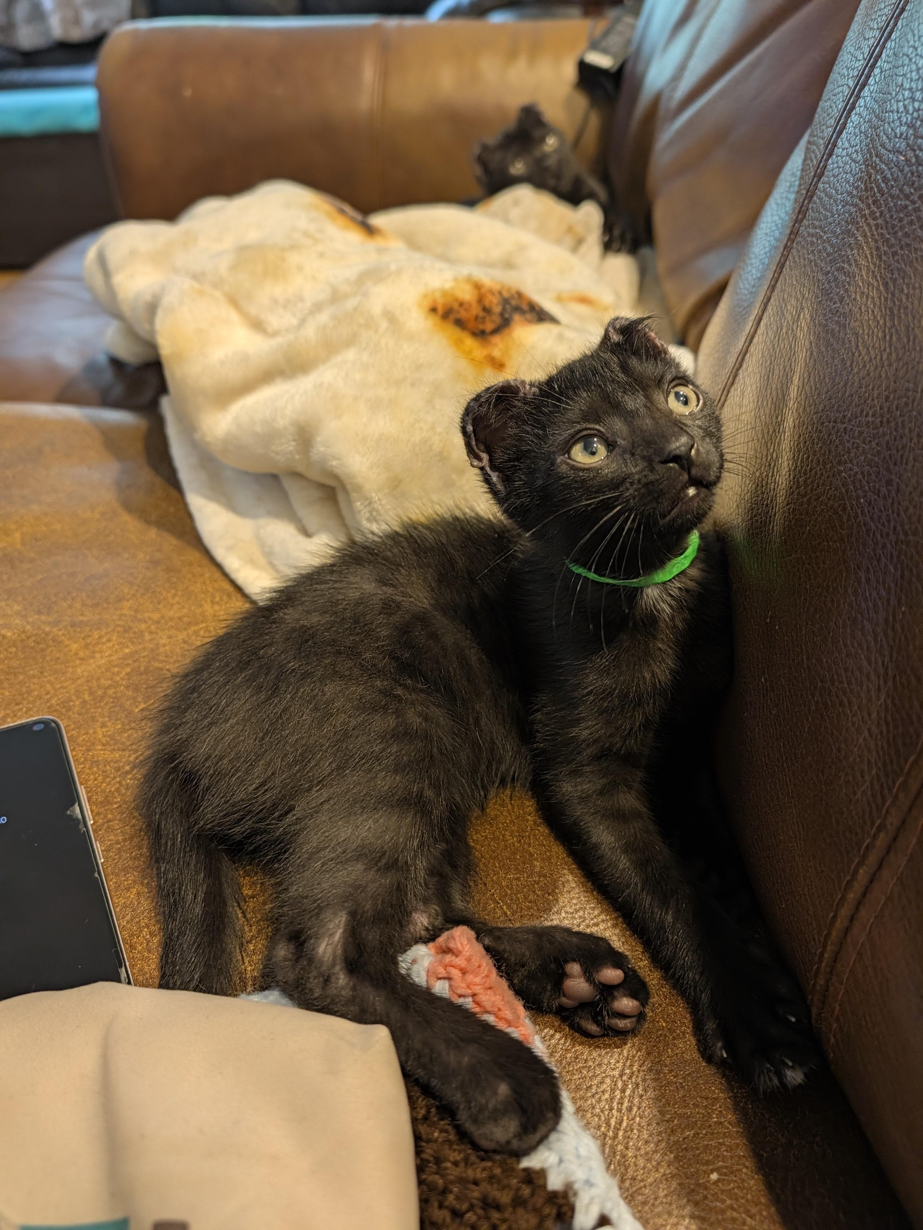 Enlarge Mike Tyson-Personality & Charm, a Adoptable Domestic Short Hair in Laurel, MD image 4/5