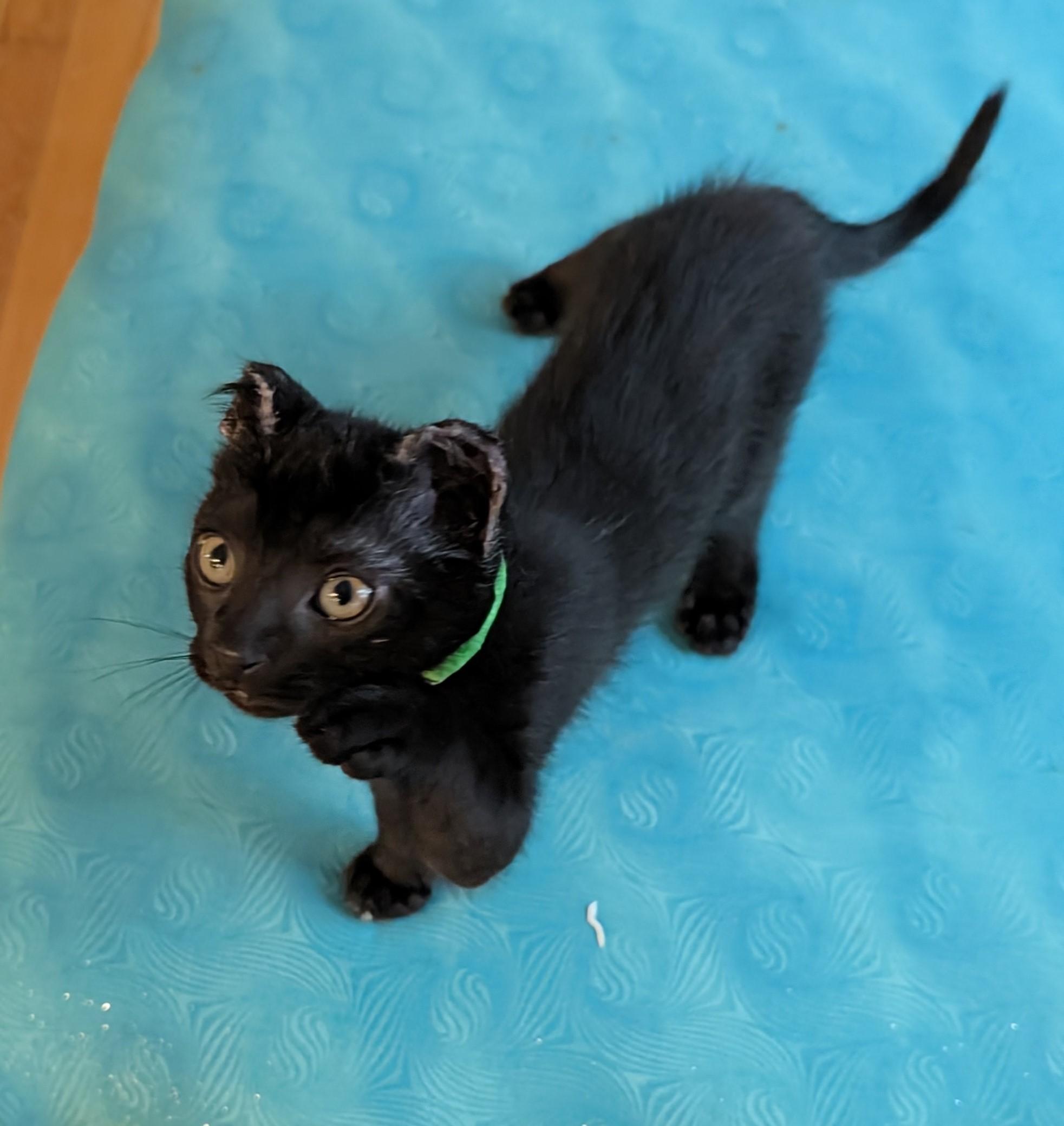 Enlarge Mike Tyson-Personality & Charm, a Adoptable Domestic Short Hair in Laurel, MD image 5/5