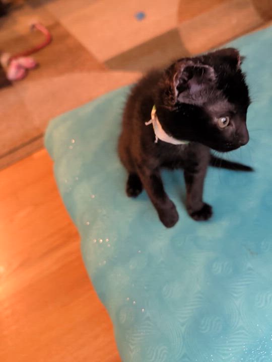 Enlarge Mike Tyson-Personality & Charm, a Adoptable Domestic Short Hair in Laurel, MD video 2/5