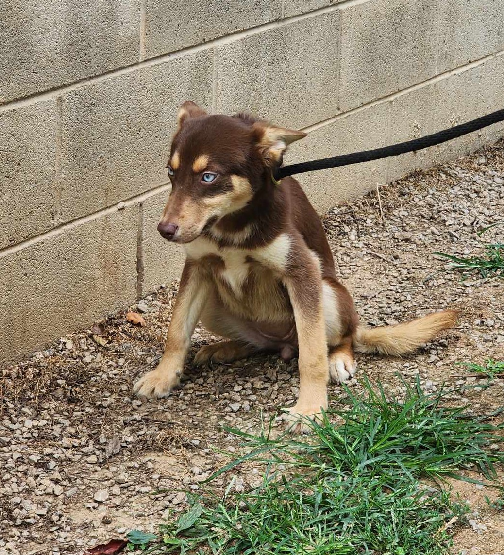 Bree, Adopted, Puppy Female Australian Shepherd & Husky.