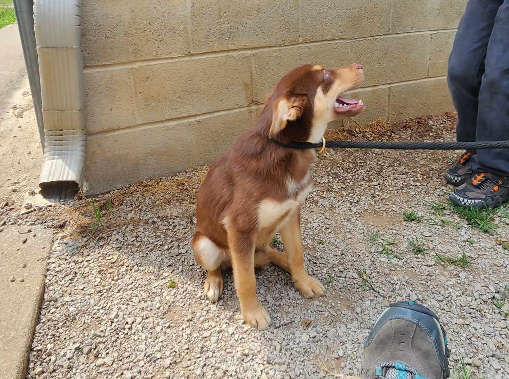 Enlarge Bree, a Adopted mixed breed in Harrodsburg, KY image 2/5