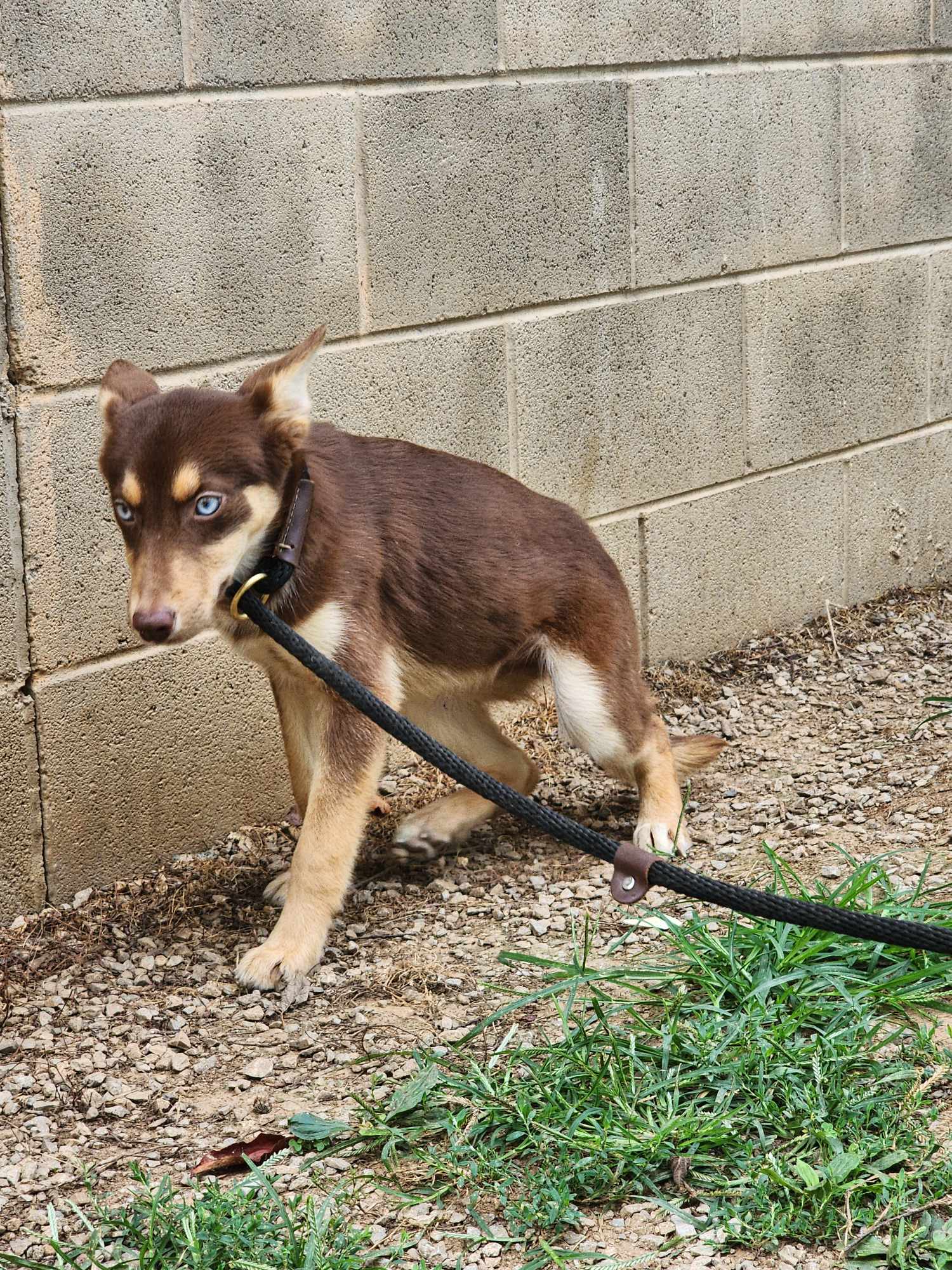 Enlarge Bree, a Adopted mixed breed in Harrodsburg, KY image 4/5