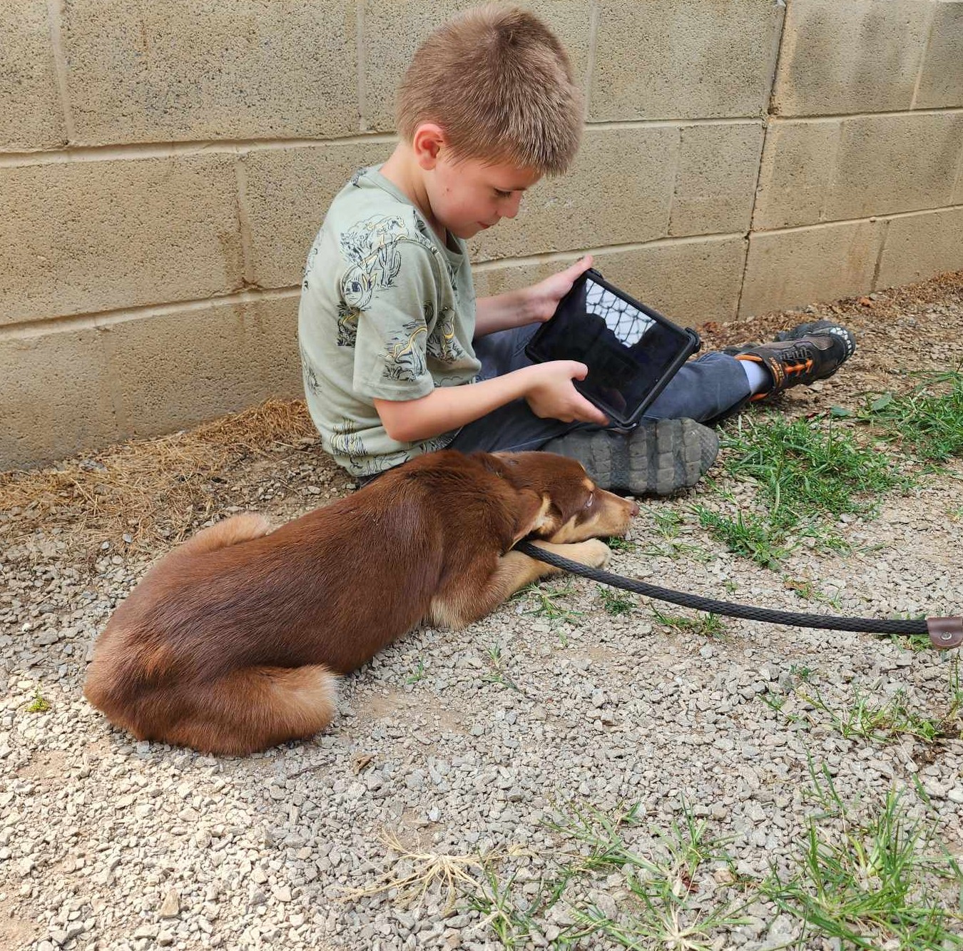 Enlarge Bree, a Adopted mixed breed in Harrodsburg, KY image 3/5