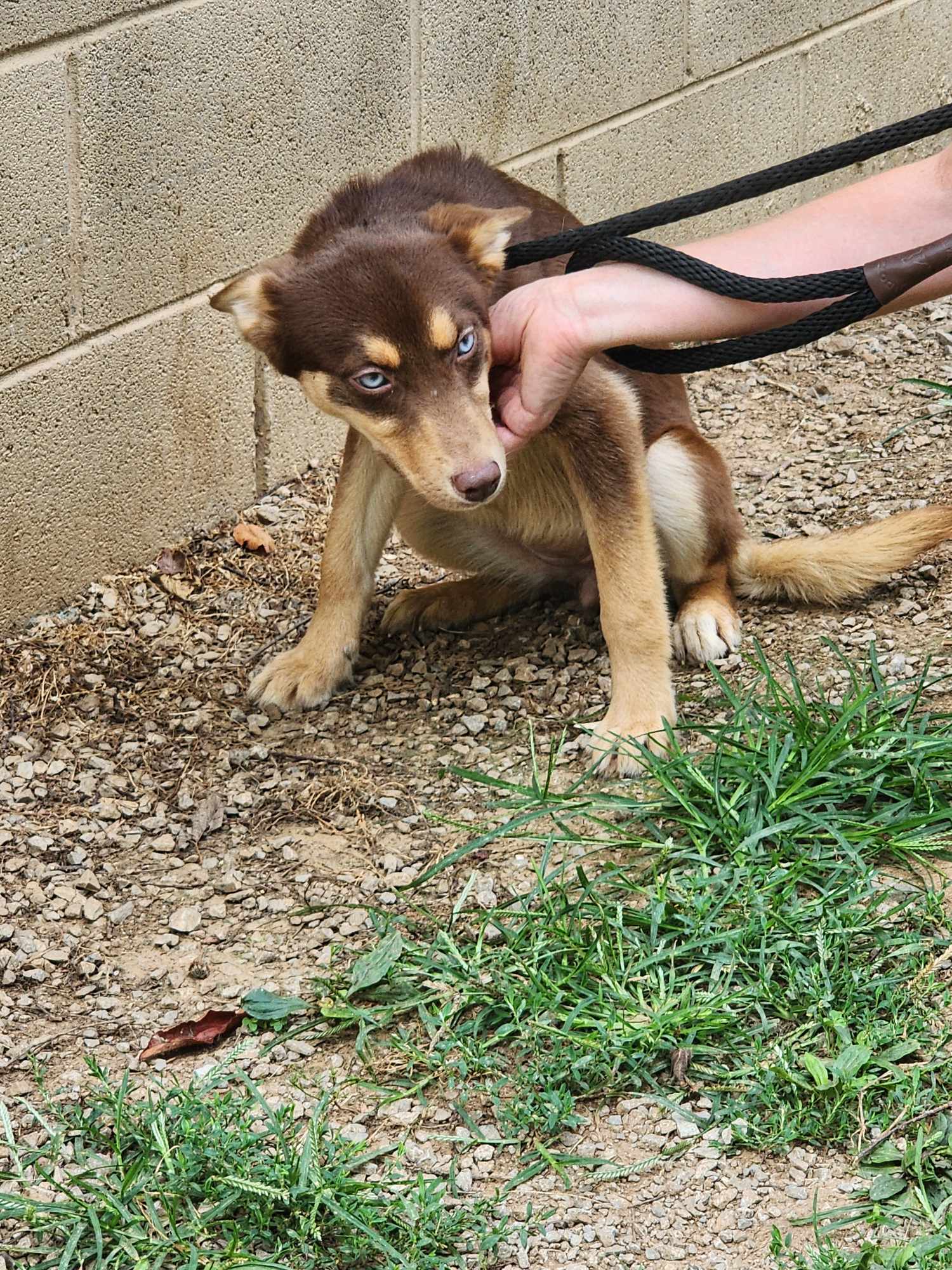 Enlarge Bree, a Adopted mixed breed in Harrodsburg, KY image 5/5