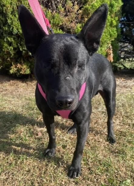 Enlarge Lavender (PA) cuddlebug!, a ADOPTABLE mixed breed in Seymour, CT image 1/5