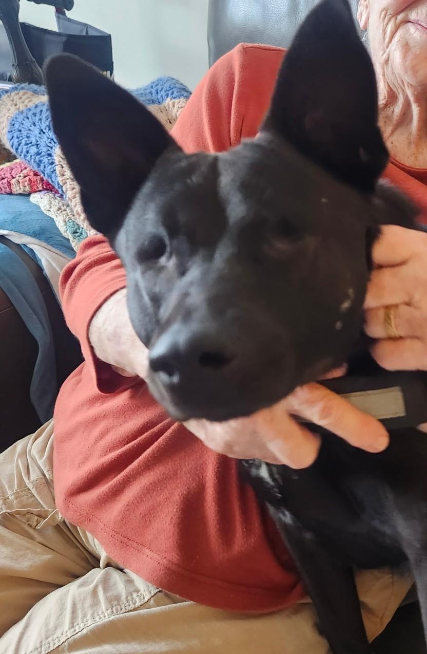 Enlarge Lavender (PA) cuddlebug!, a ADOPTABLE mixed breed in Seymour, CT image 2/5