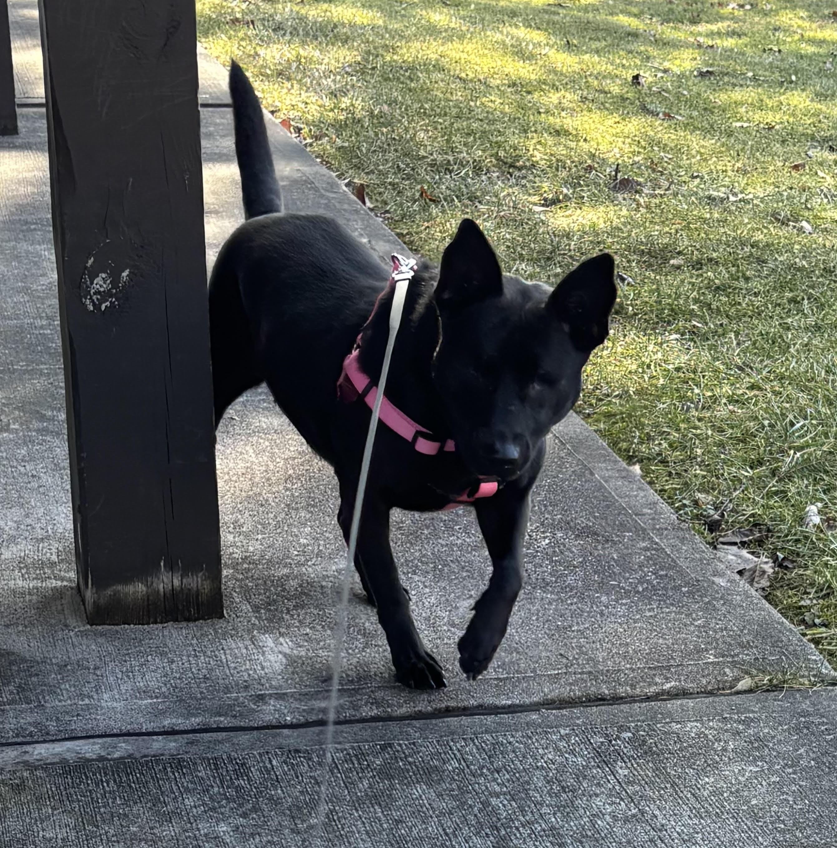 Enlarge Lavender (PA) cuddlebug!, a ADOPTABLE mixed breed in Seymour, CT image 3/5