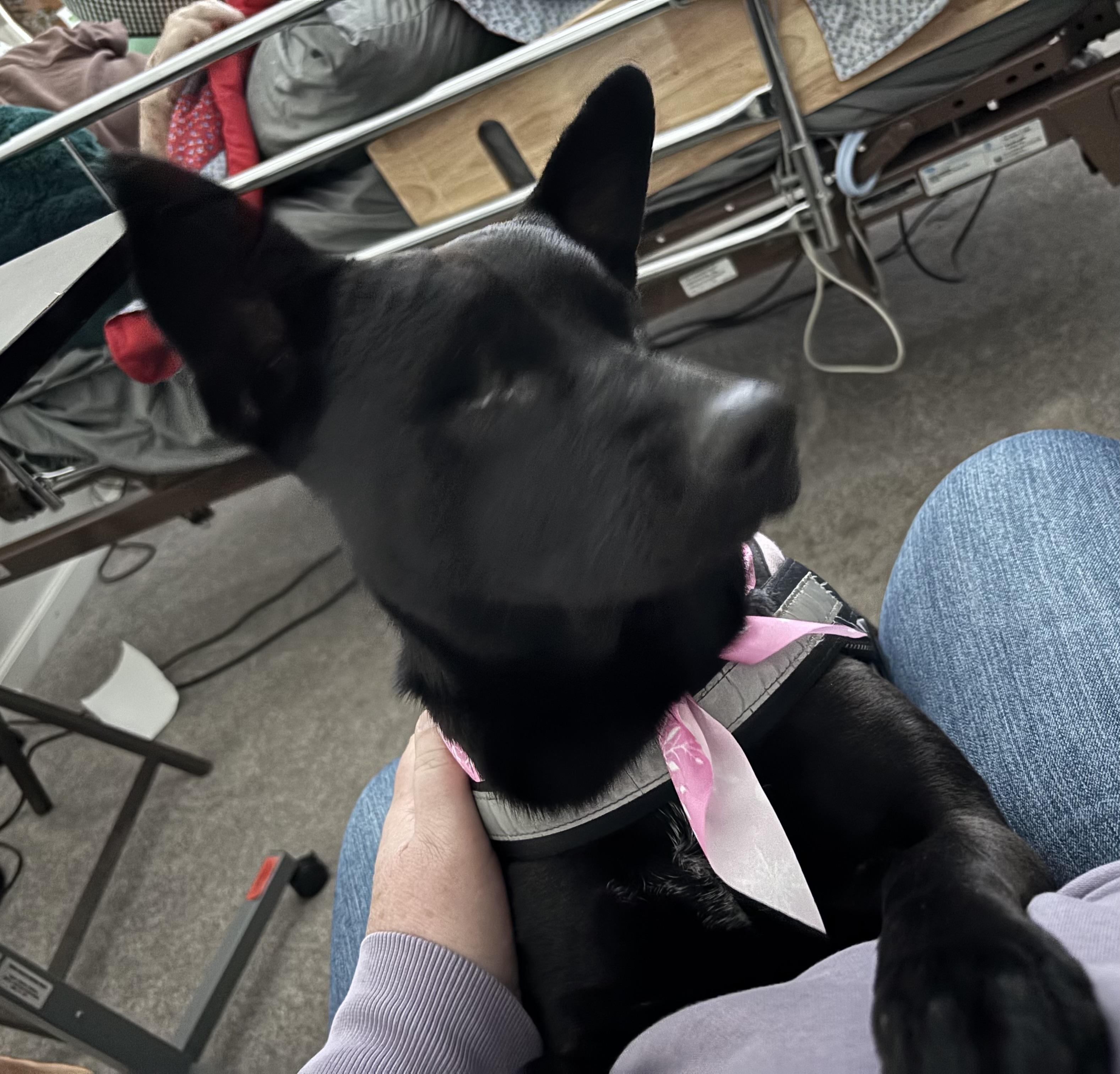 Enlarge Lavender (PA) cuddlebug!, a ADOPTABLE mixed breed in Seymour, CT image 4/5