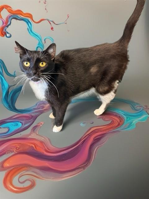 Enlarge SNOW ANGEL, a Adoptable Domestic Short Hair in Sarasota, FL image 1/1