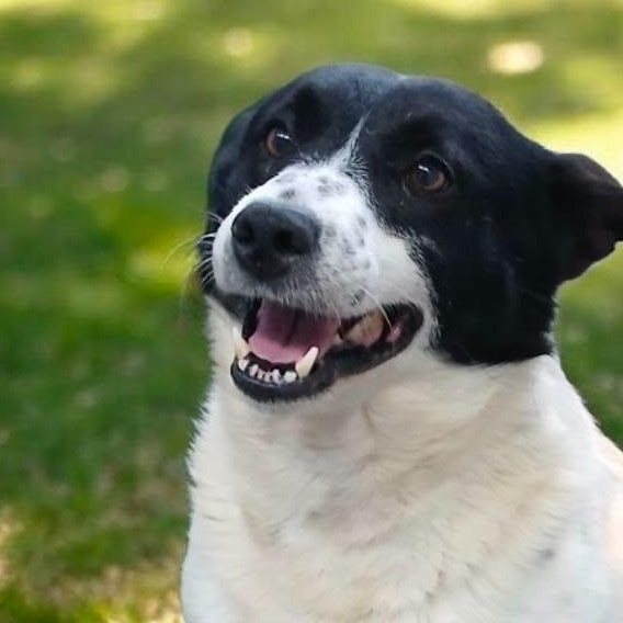 Petey, Adoptable, Adult Male Border Collie & Australian Cattle Dog / Blue Heeler.