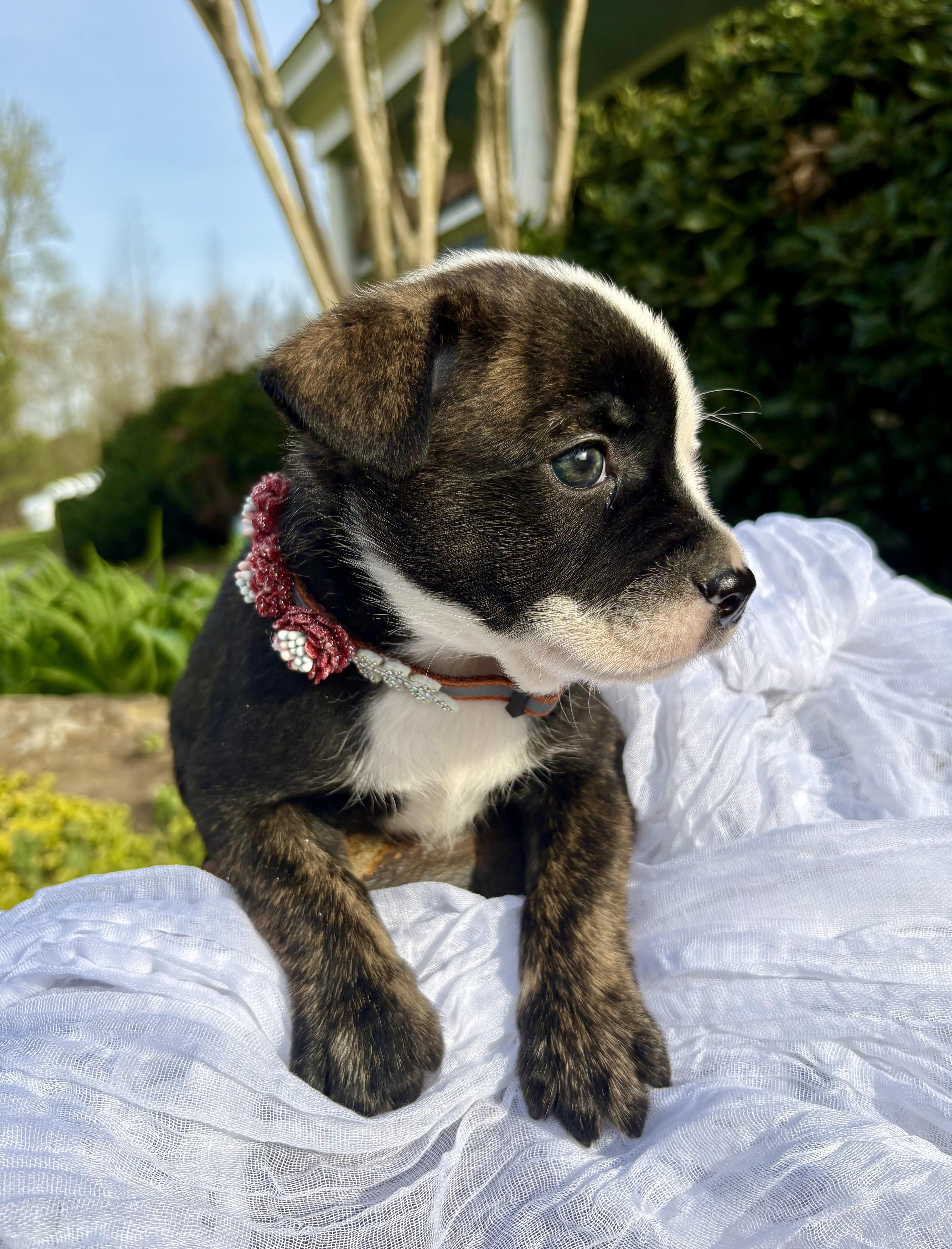 Enlarge Juliette, a Adoptable mixed breed in Pittsboro, NC image 4/5