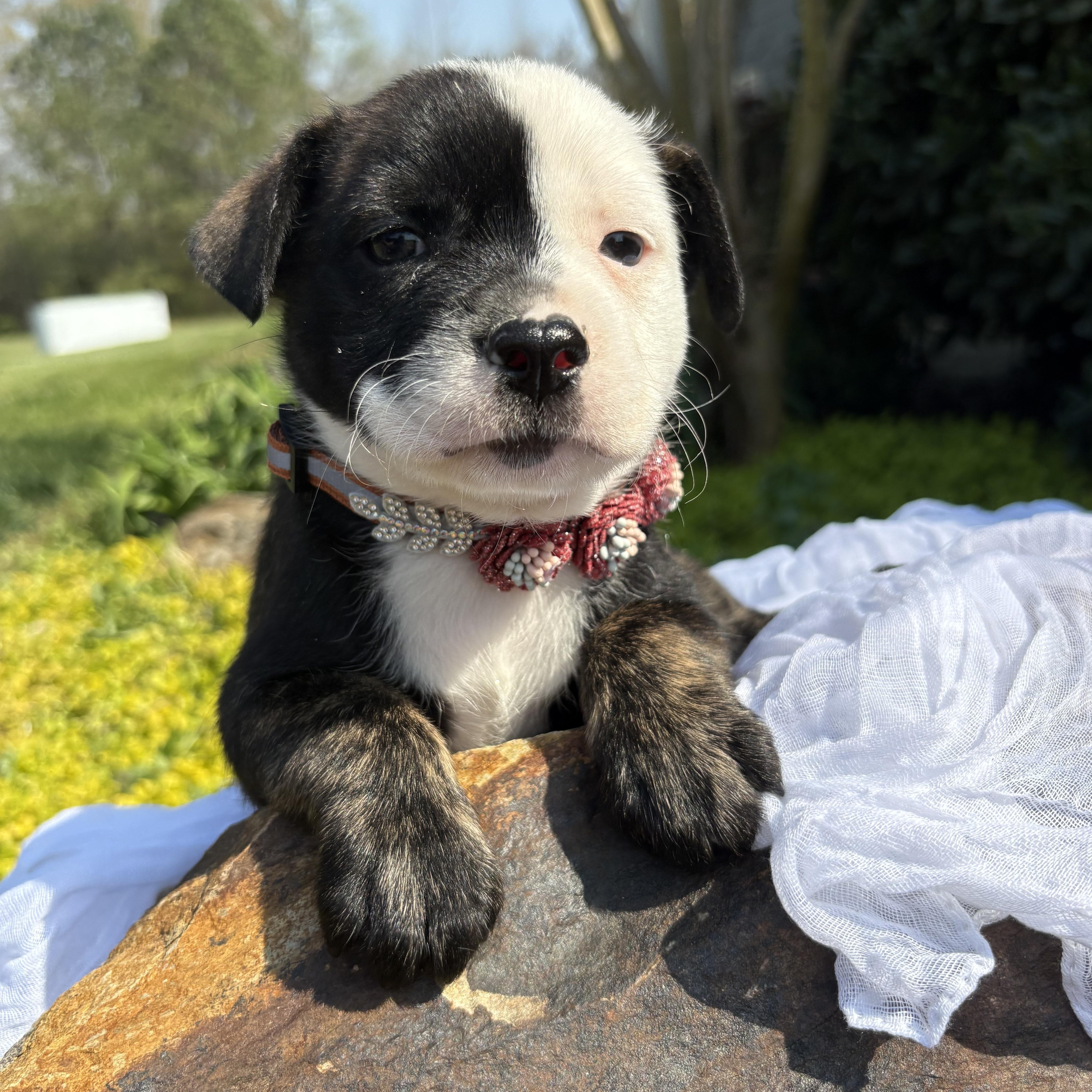 Enlarge Juliette, a Adoptable mixed breed in Pittsboro, NC image 2/5