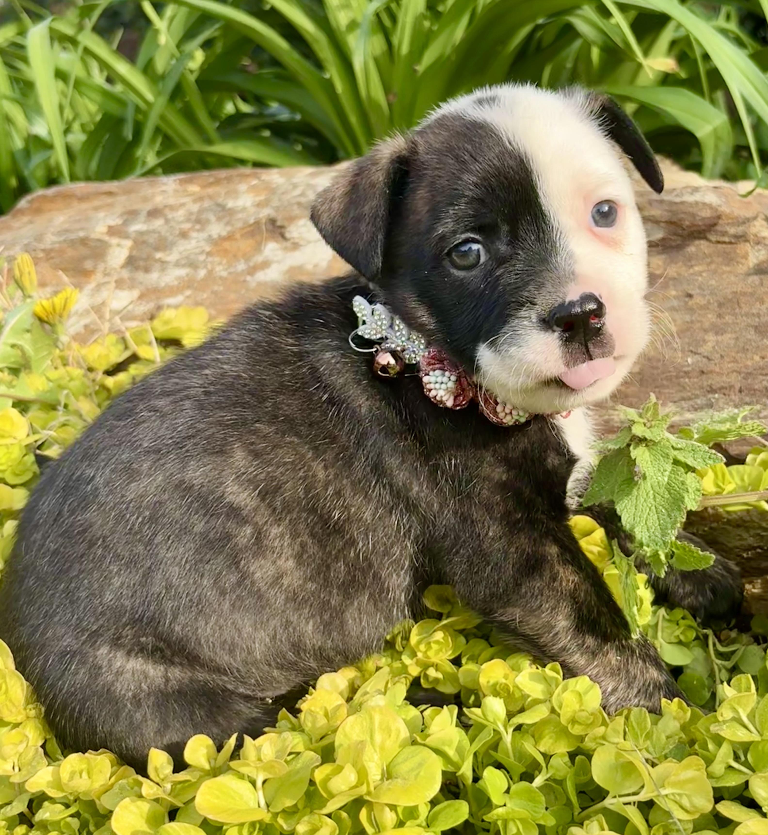 Enlarge Juliette, a Adoptable mixed breed in Pittsboro, NC image 3/5