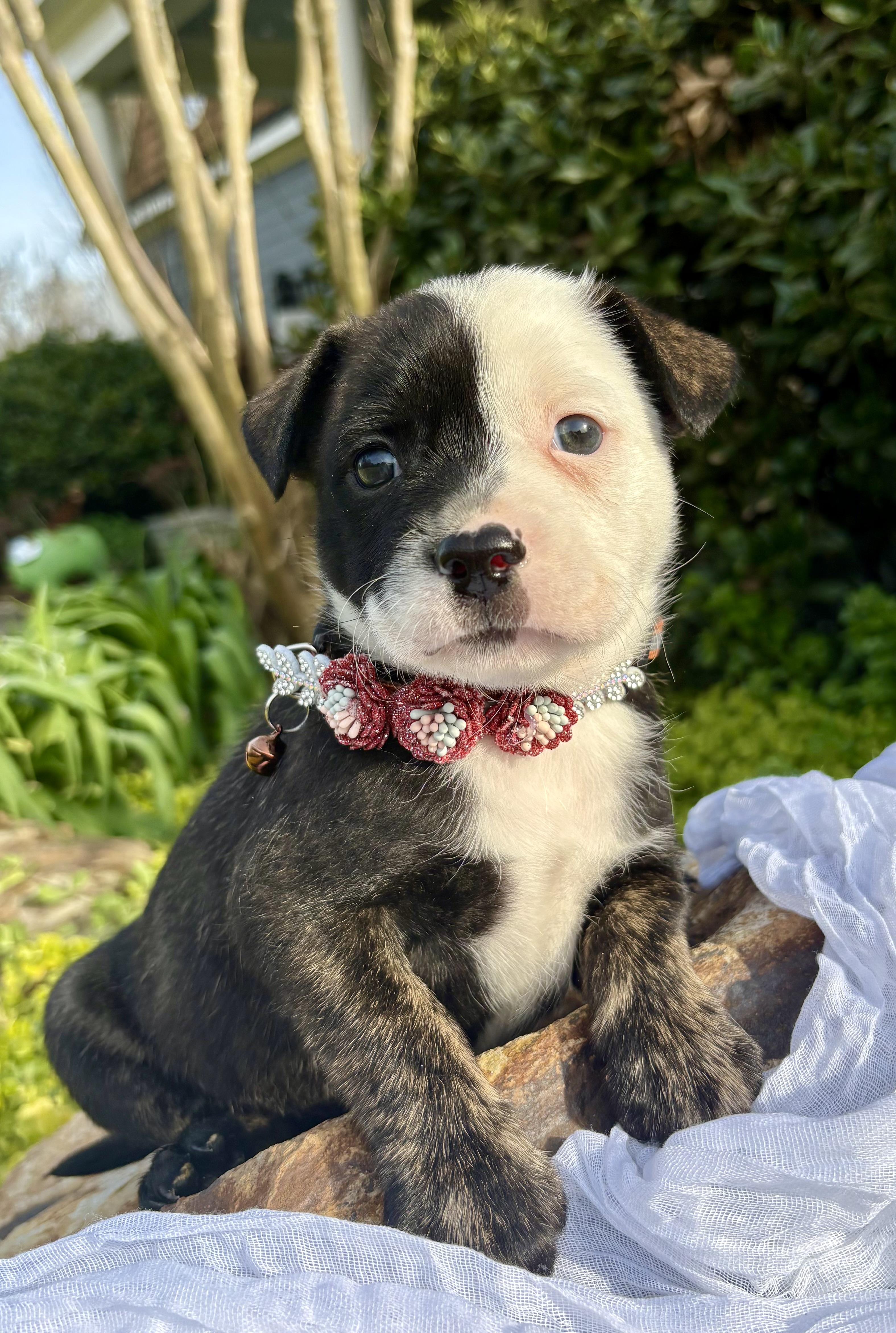 Enlarge Juliette, a Adoptable mixed breed in Pittsboro, NC image 1/5