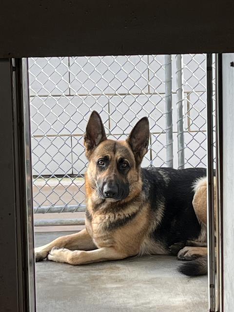 Enlarge REGINA GEORGE, a Adoptable German Shepherd Dog in Pearland, TX image 1/1