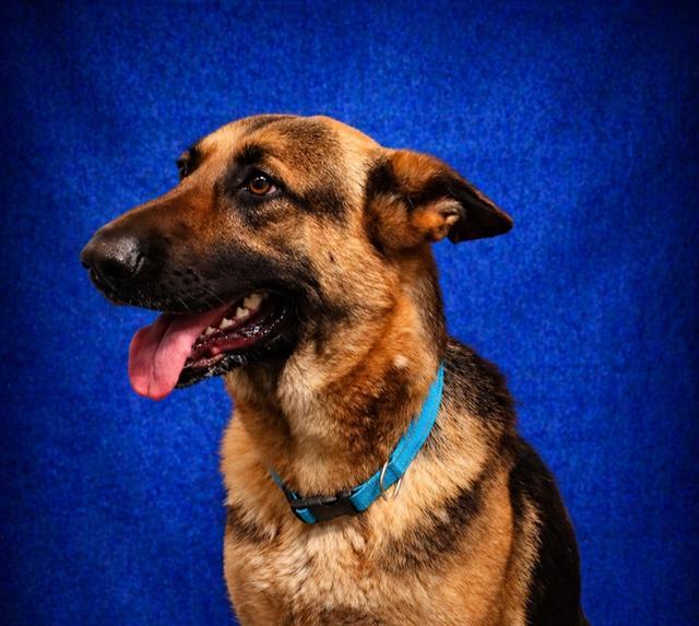 REGINA GEORGE, Adoptable, Adult Female German Shepherd Dog.