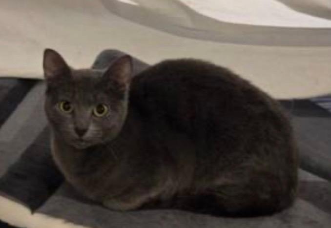 Enlarge Jade, an adopted Domestic Short Hair in Salem, NH image 3/3