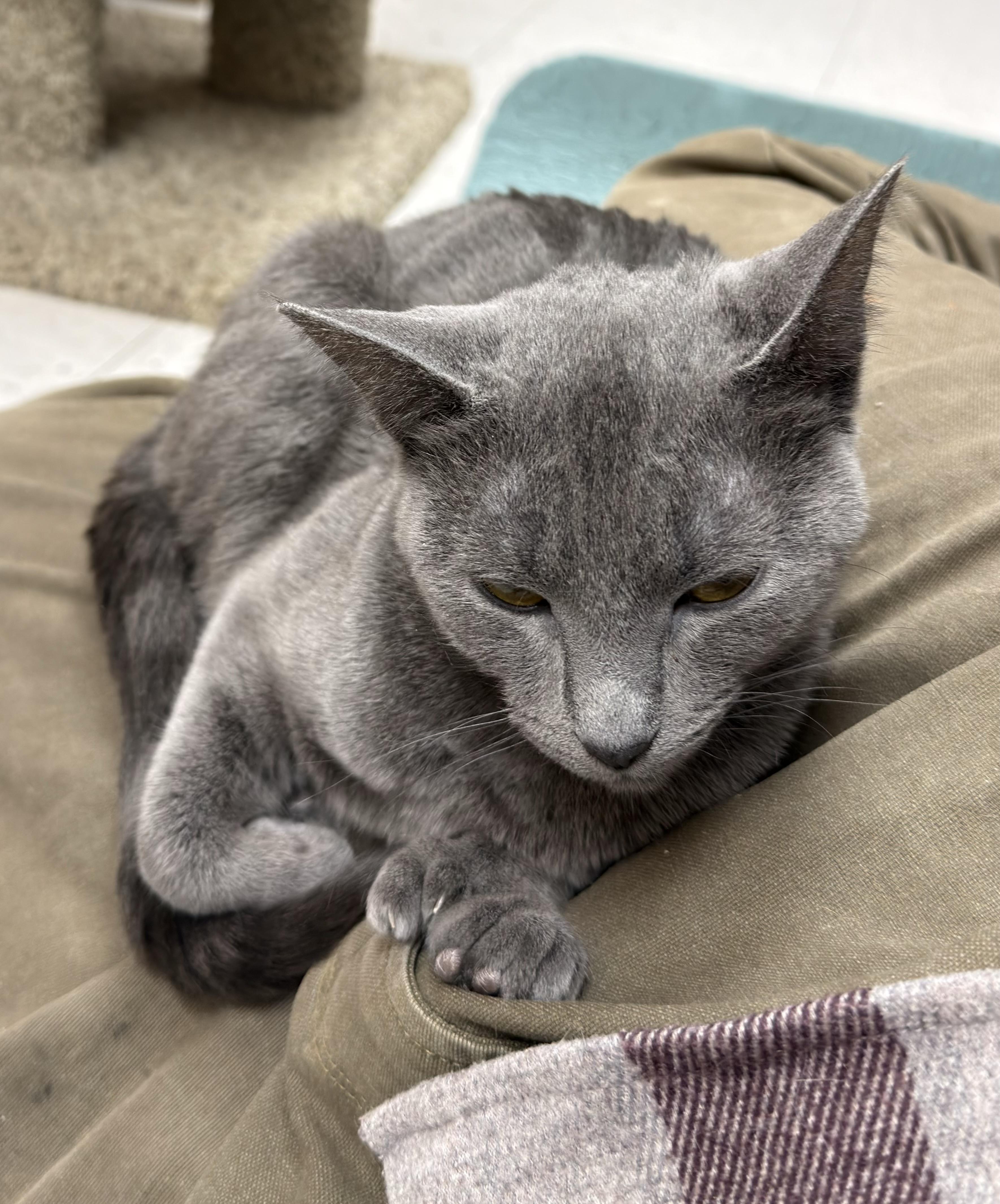 Enlarge Jade, an adopted Domestic Short Hair in Salem, NH image 2/3