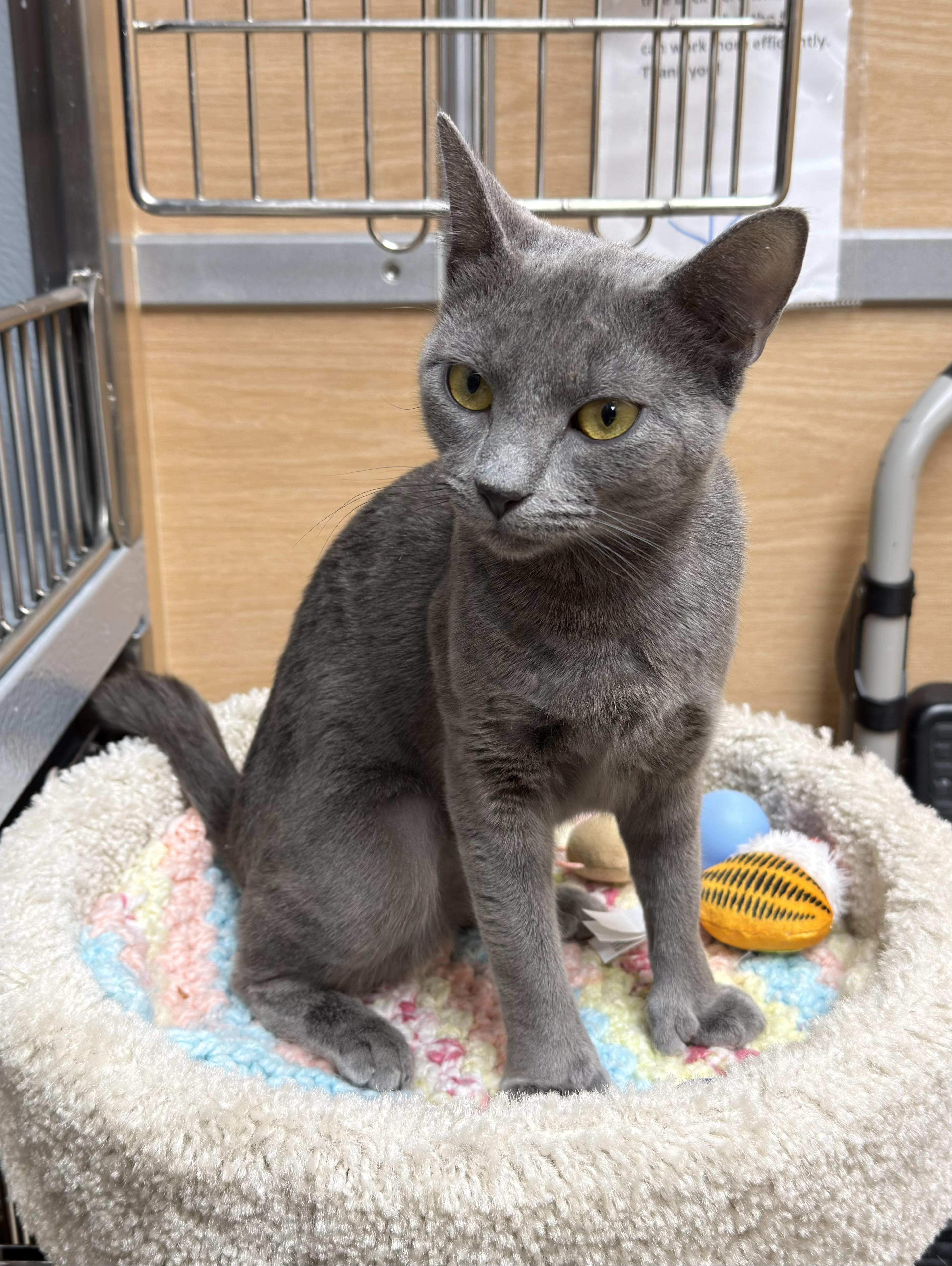 Enlarge Jade, an adopted Domestic Short Hair in Salem, NH image 1/3