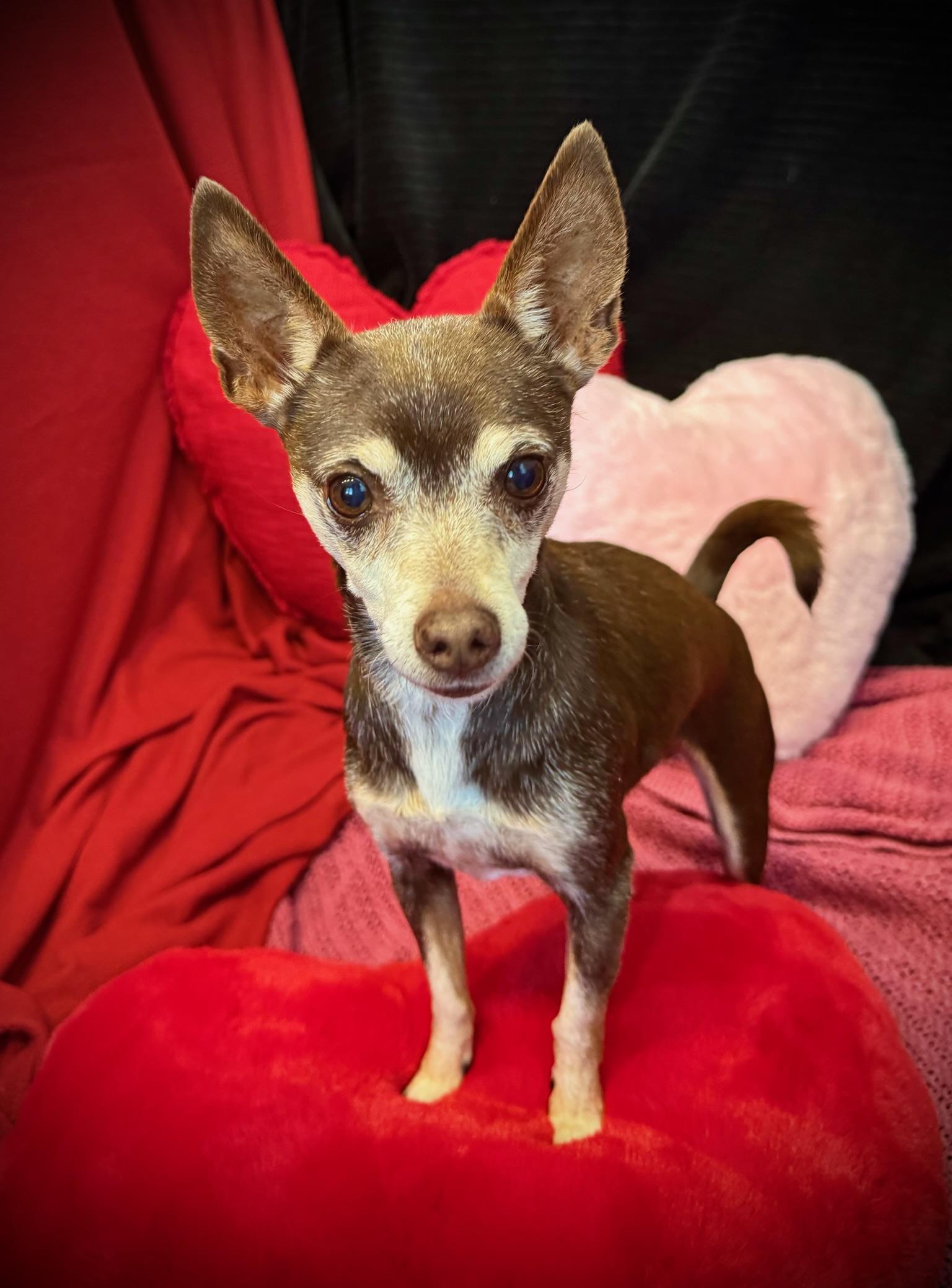 Coffee, adopted, Adult Male Chihuahua.