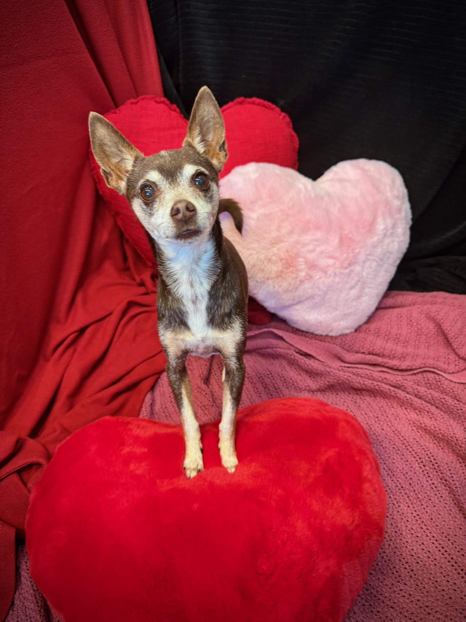 Enlarge Coffee, an adopted mixed breed in Lawrenceville, GA image 4/5