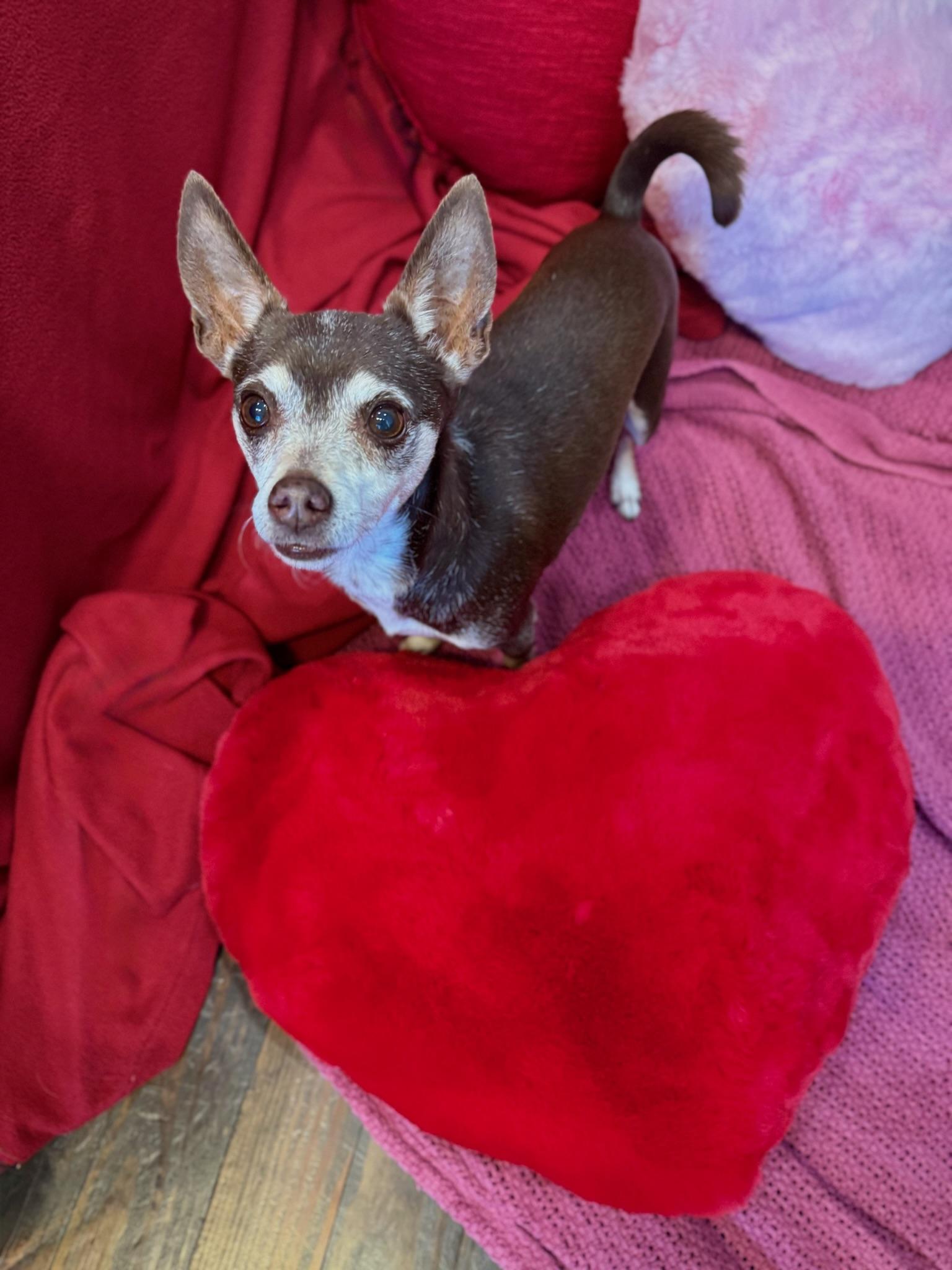 Enlarge Coffee, an adopted mixed breed in Lawrenceville, GA image 3/5