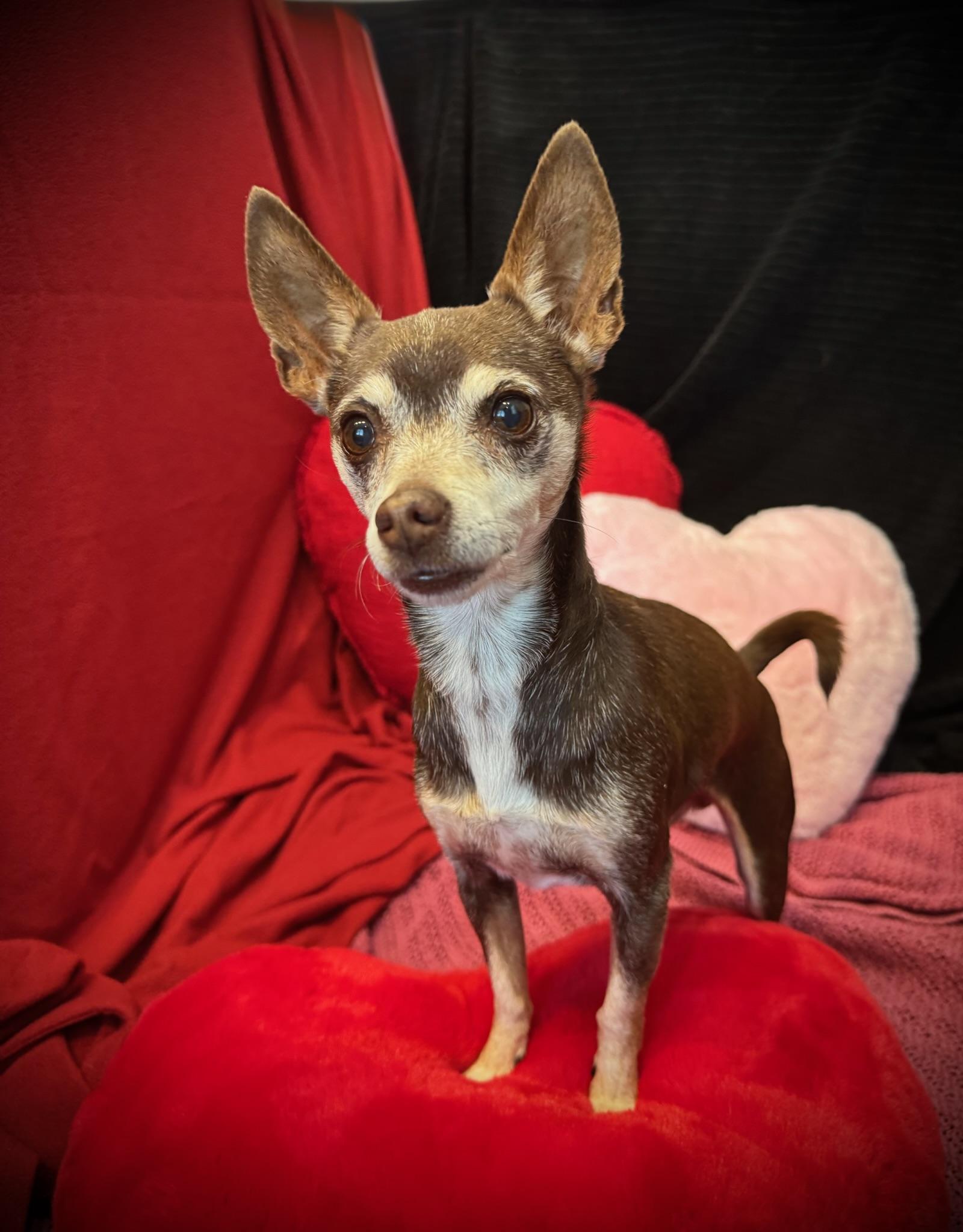 Enlarge Coffee, an adopted mixed breed in Lawrenceville, GA image 5/5