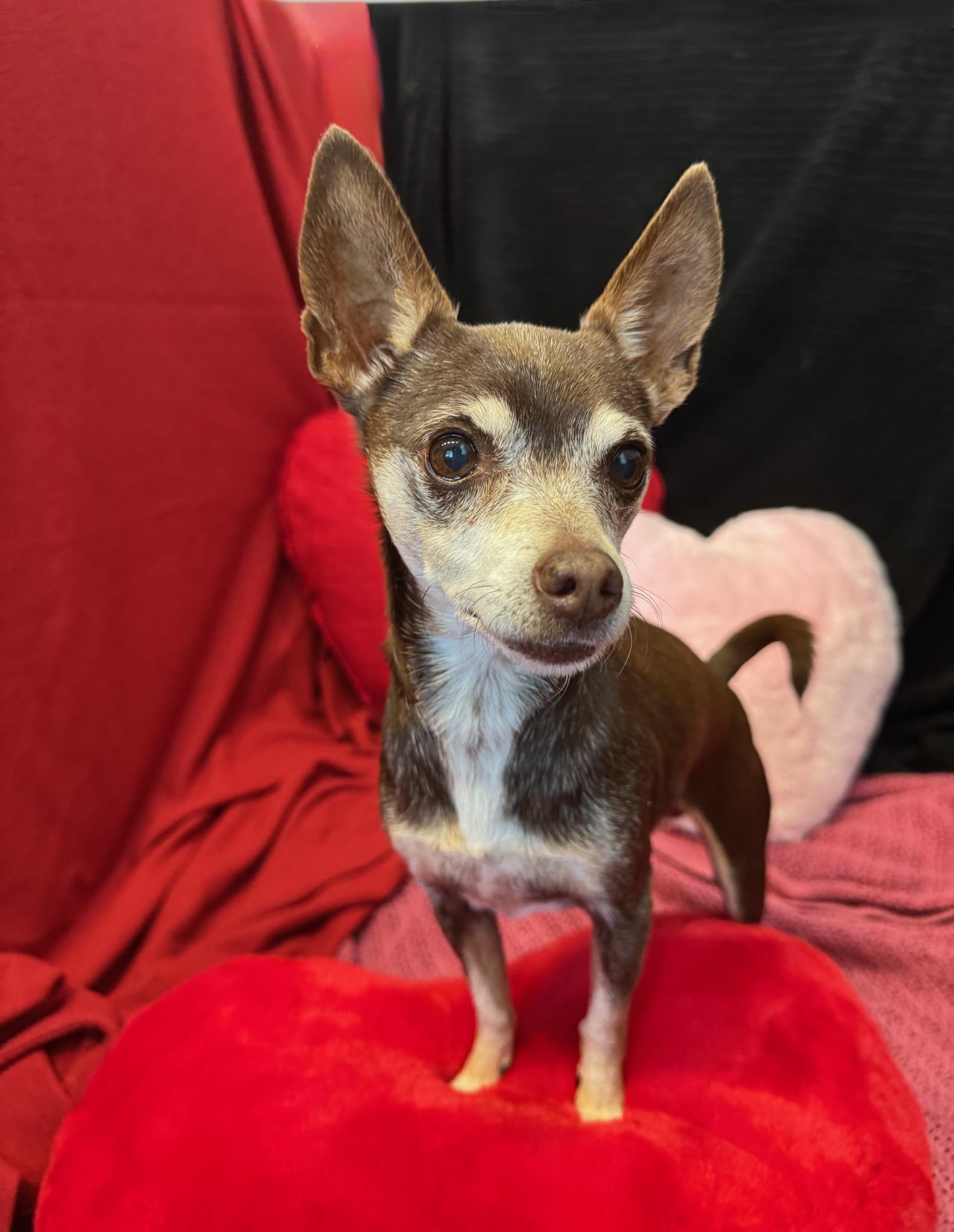 Enlarge Coffee, an adopted mixed breed in Lawrenceville, GA image 2/5